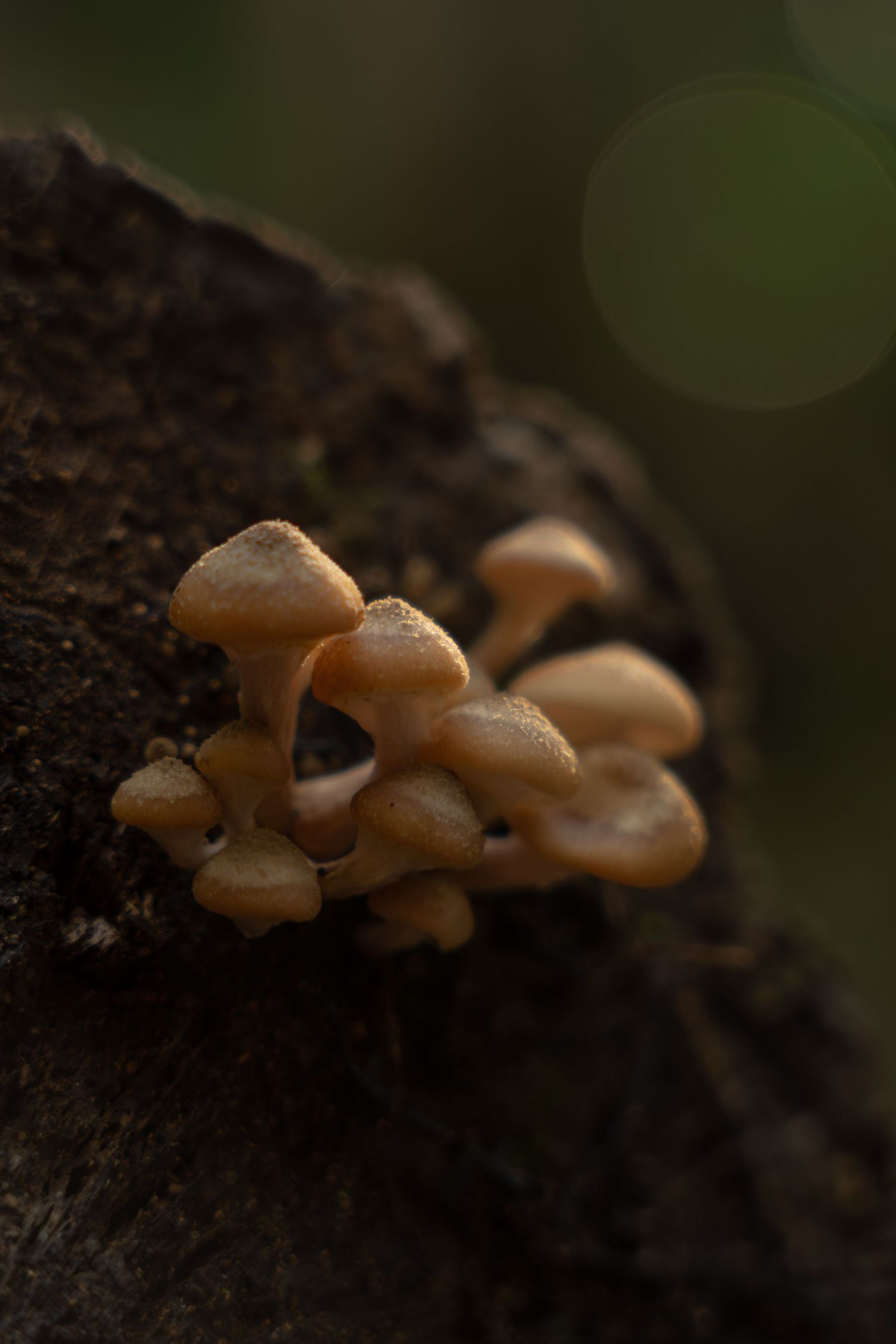 Cluster of small wild mushrooms growing on a dark tree bark with a soft bokeh green background.