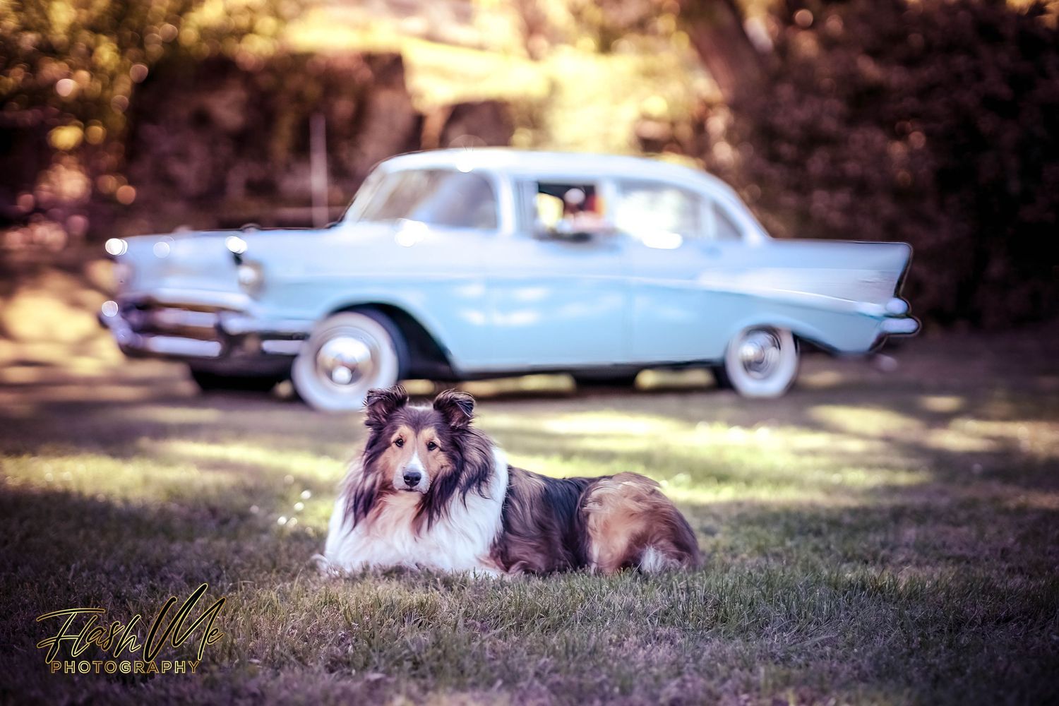 Shetland Sheepdog lying on grass with a vintage light blue classic car in background.