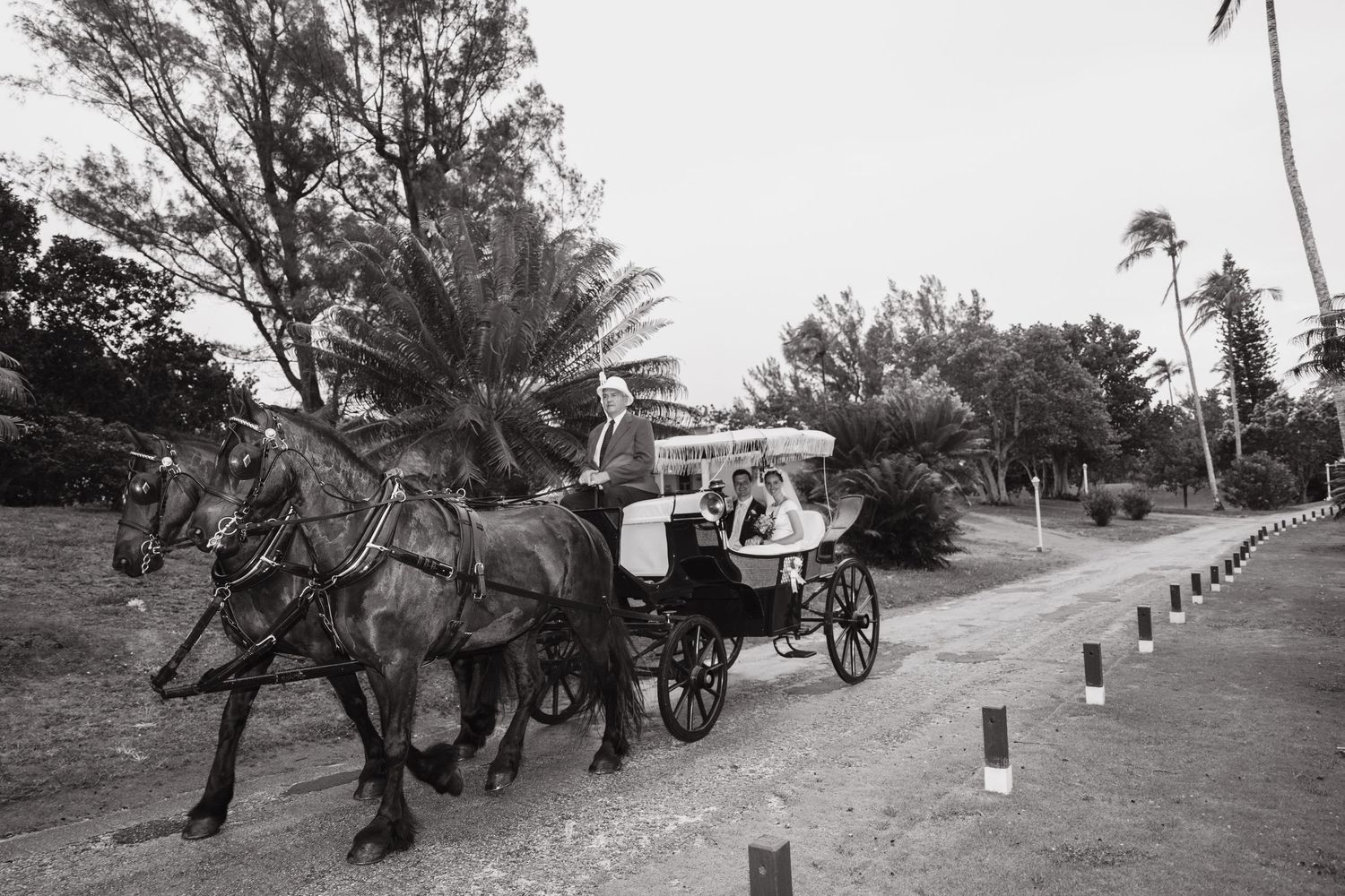 Black and white photo of a wedding couple riding a horse-drawn carriage along a tree-lined path.