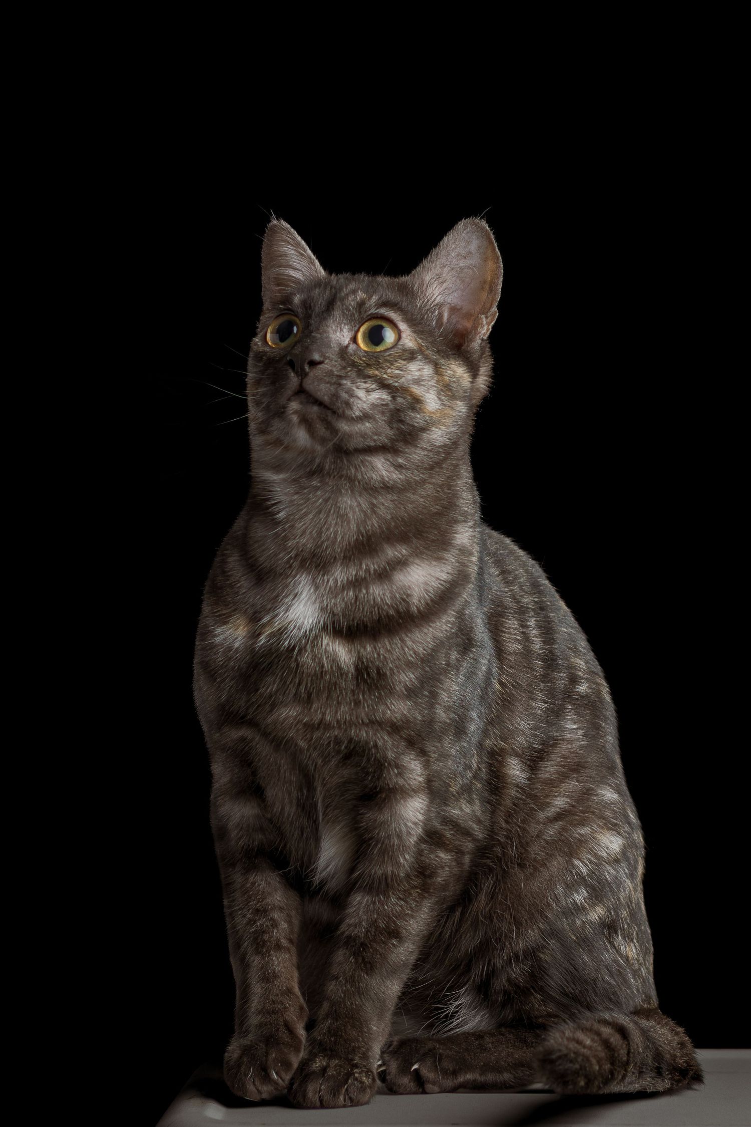 Studio portrait of a tortoiseshell cat sitting against a black background