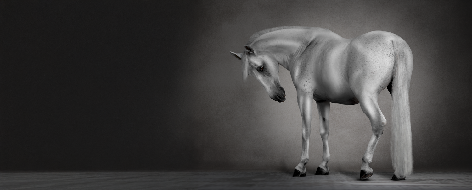 Grey horse photography on textured background