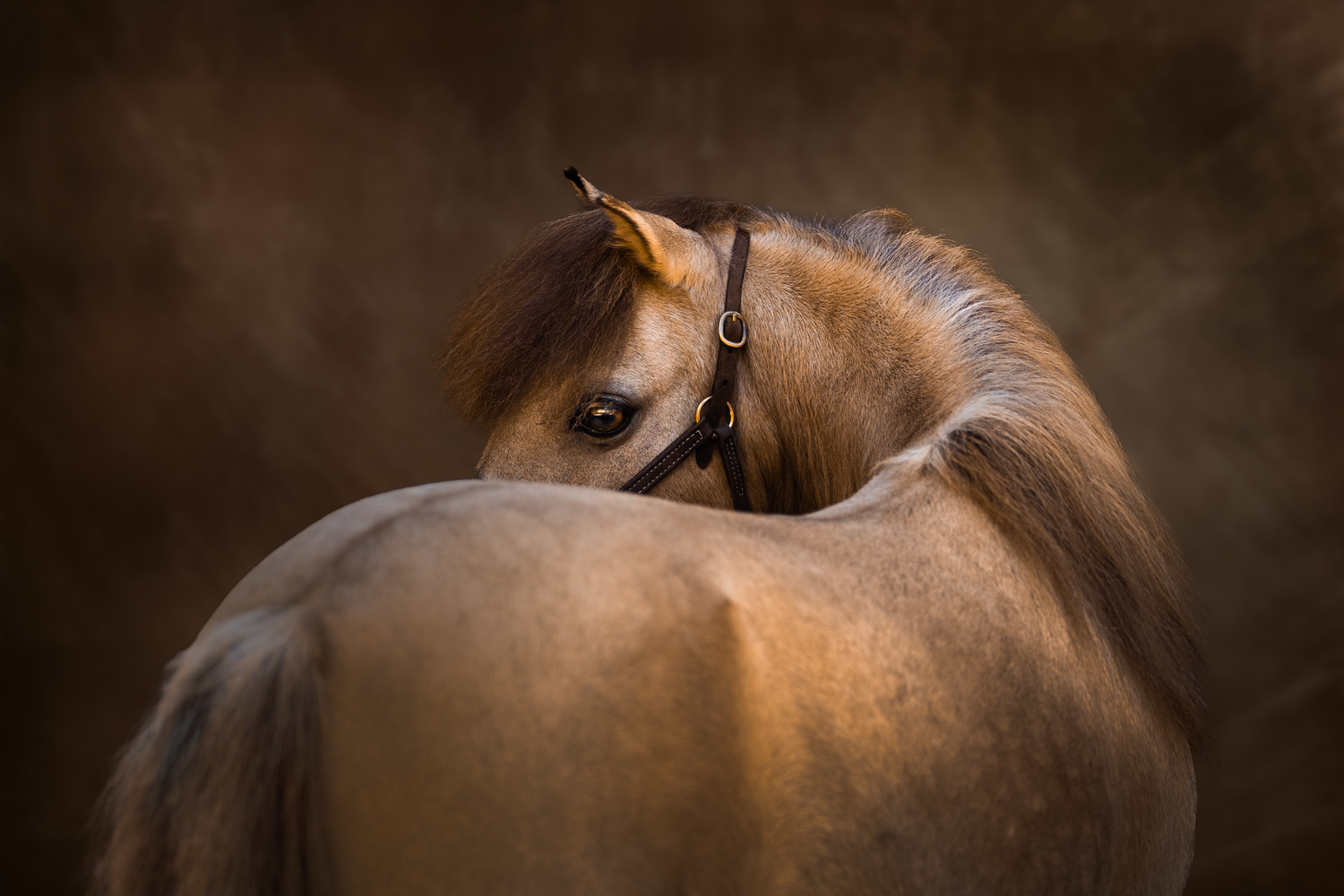 Mini horse photography on textured background
