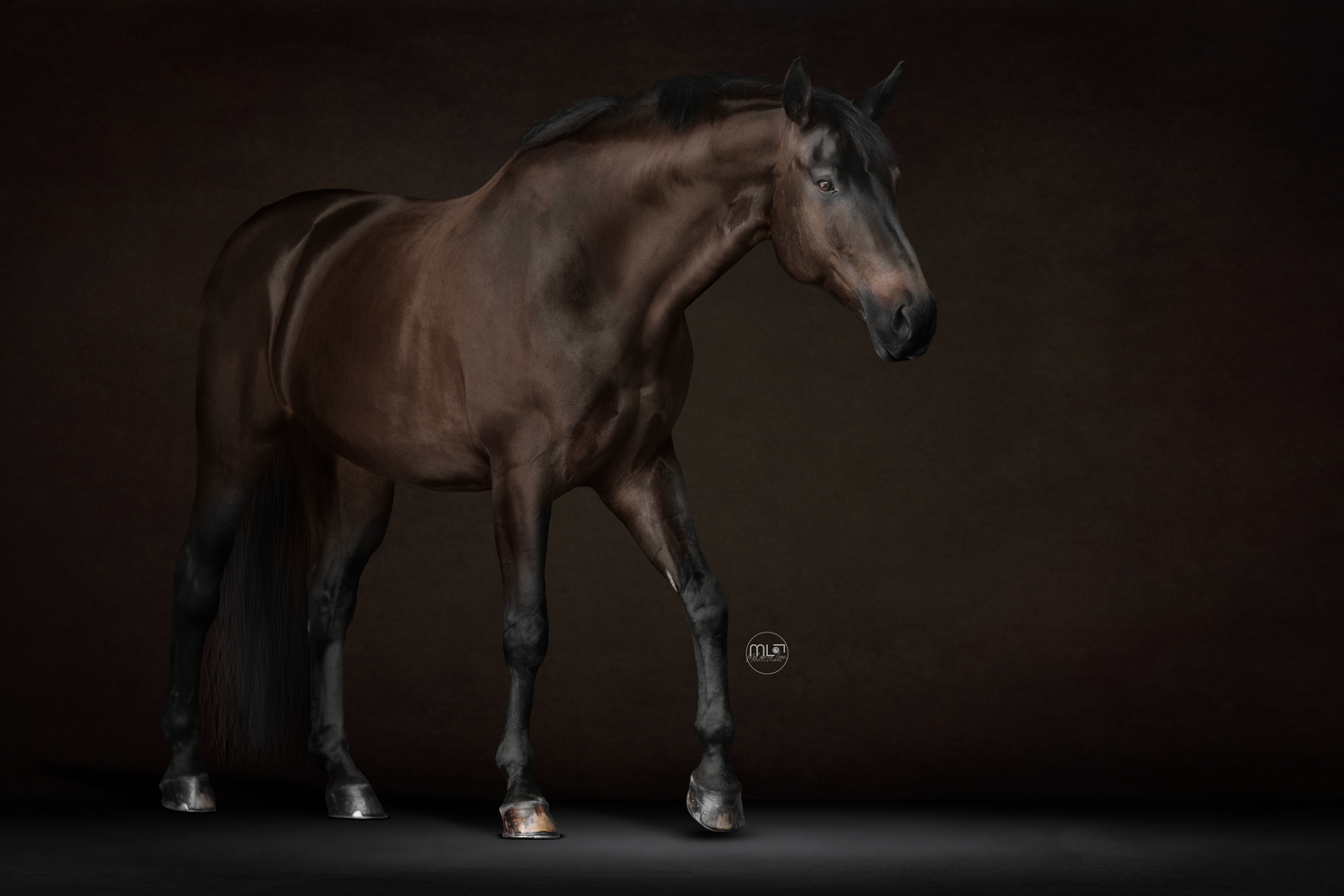 Bay horse photography on textured background