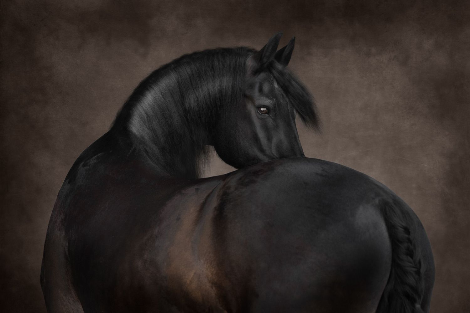 Black horse photography on textured background