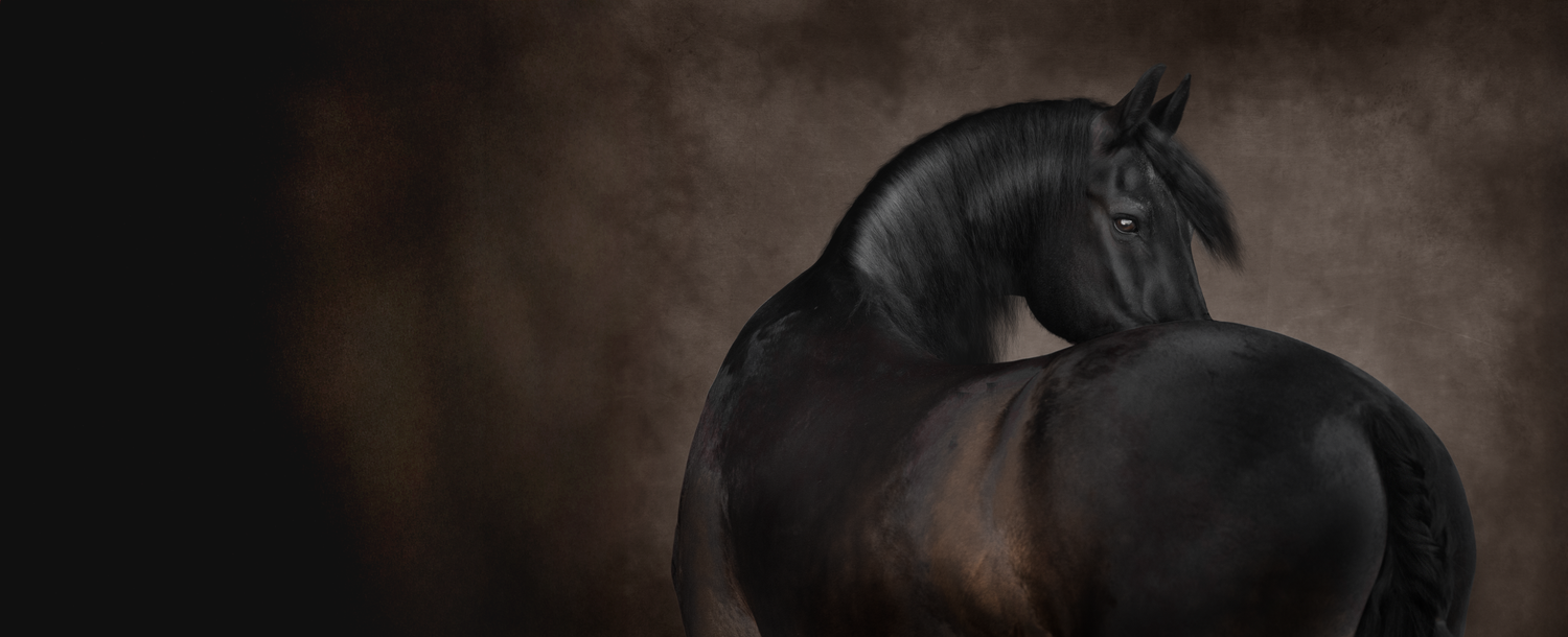 Black horse photography on textured background