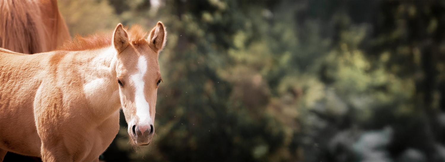 Foal photograph
