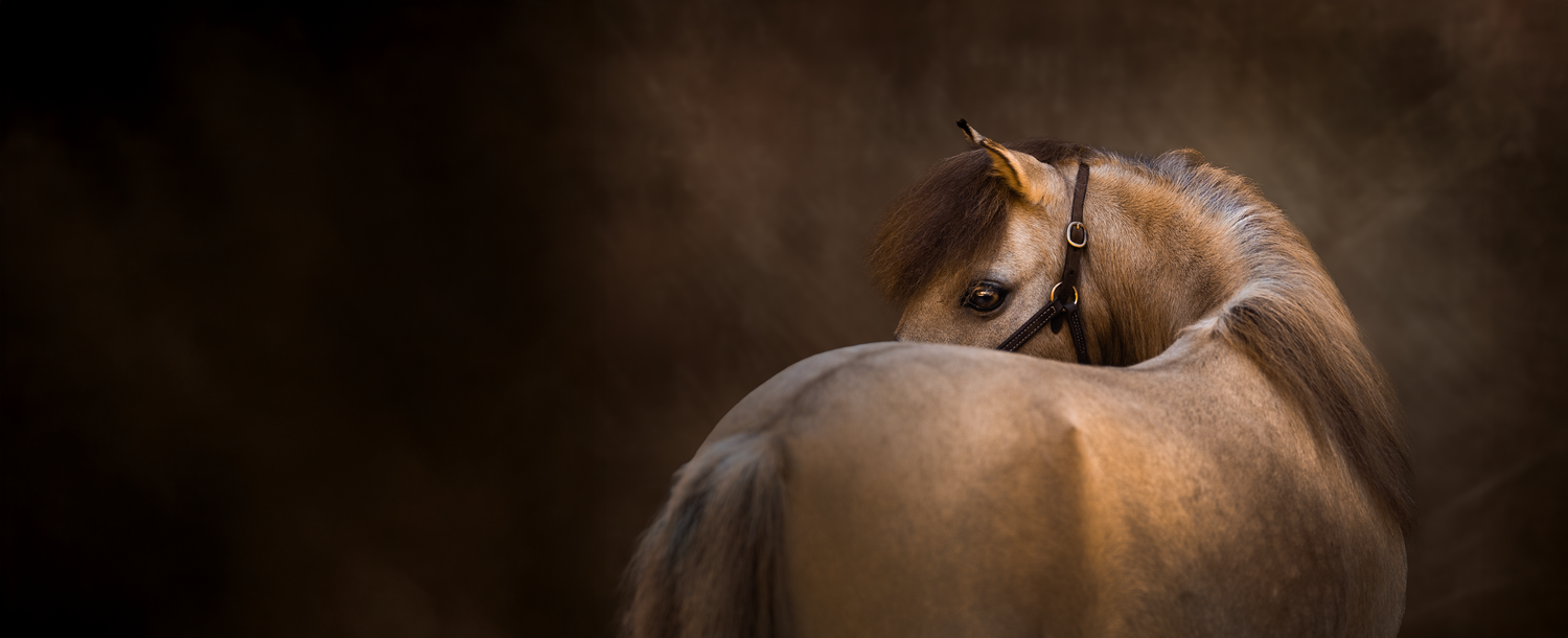 Mini horse photography on textured background