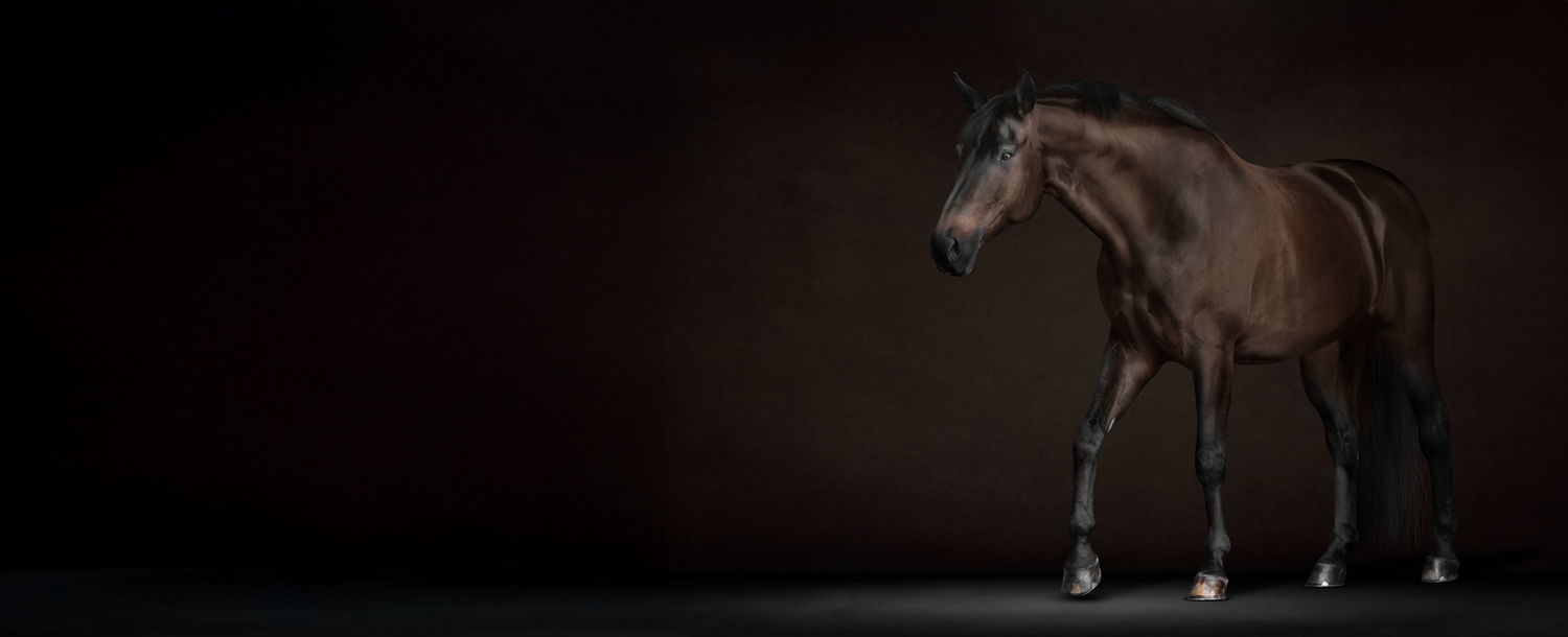 Bay horse photography on textured background