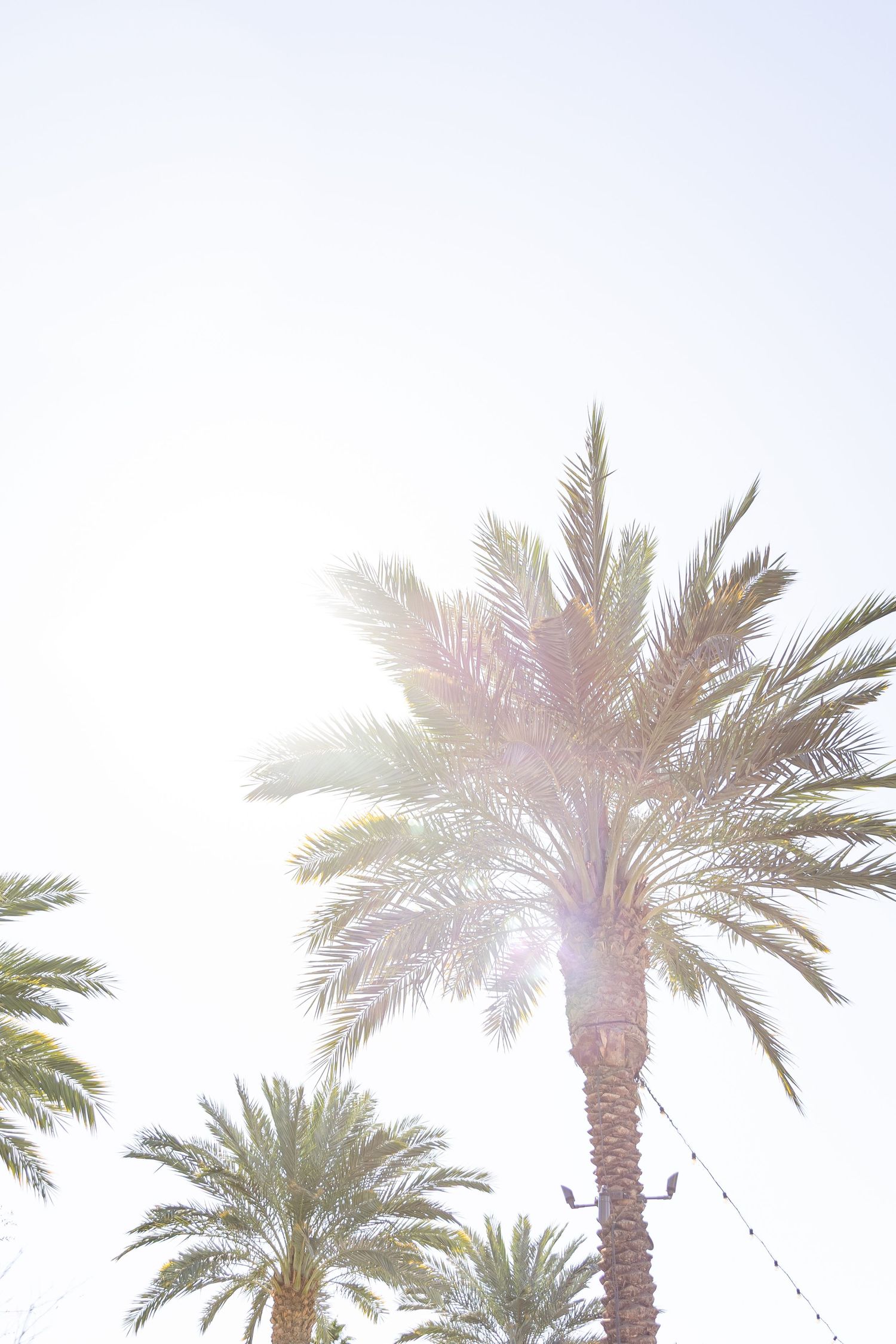 Sunlit palm trees against bright white sky with string lights visible on trunk.