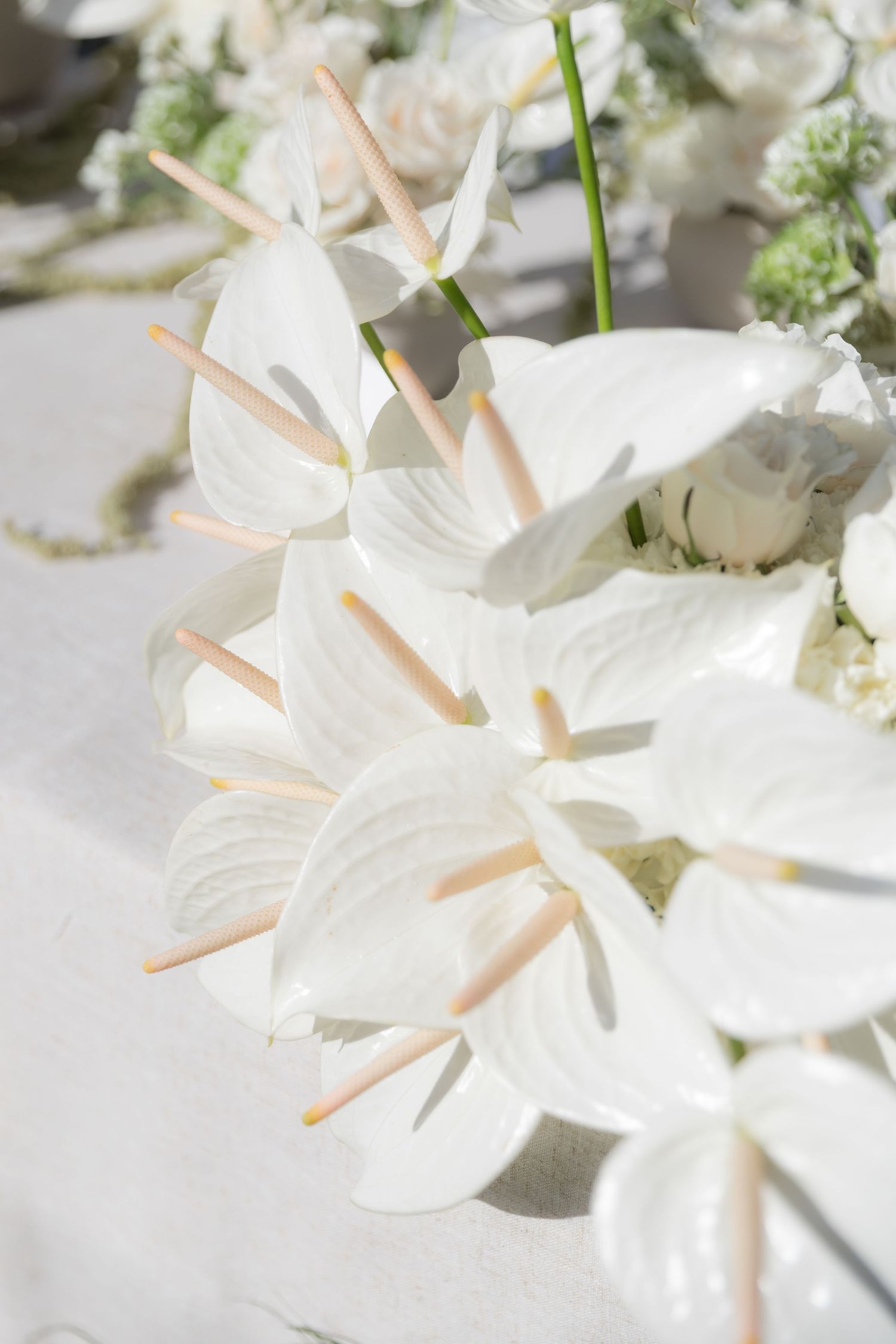 Close-up of elegant white anthurium flowers arranged on a white tablecloth.