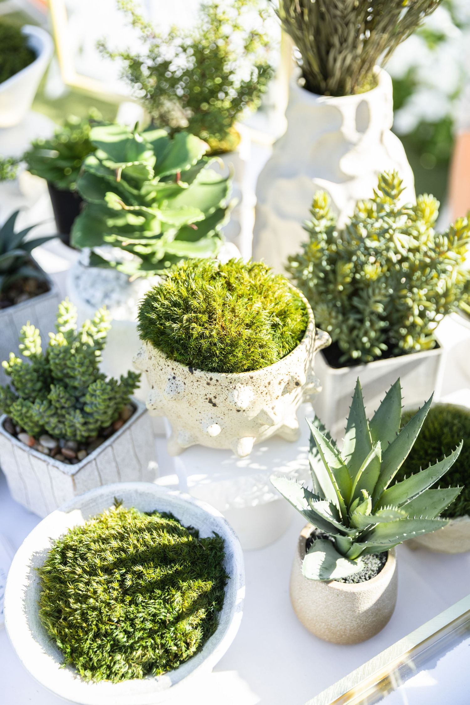 Assorted green succulents and small plants displayed in white ceramic pots on a bright white table.