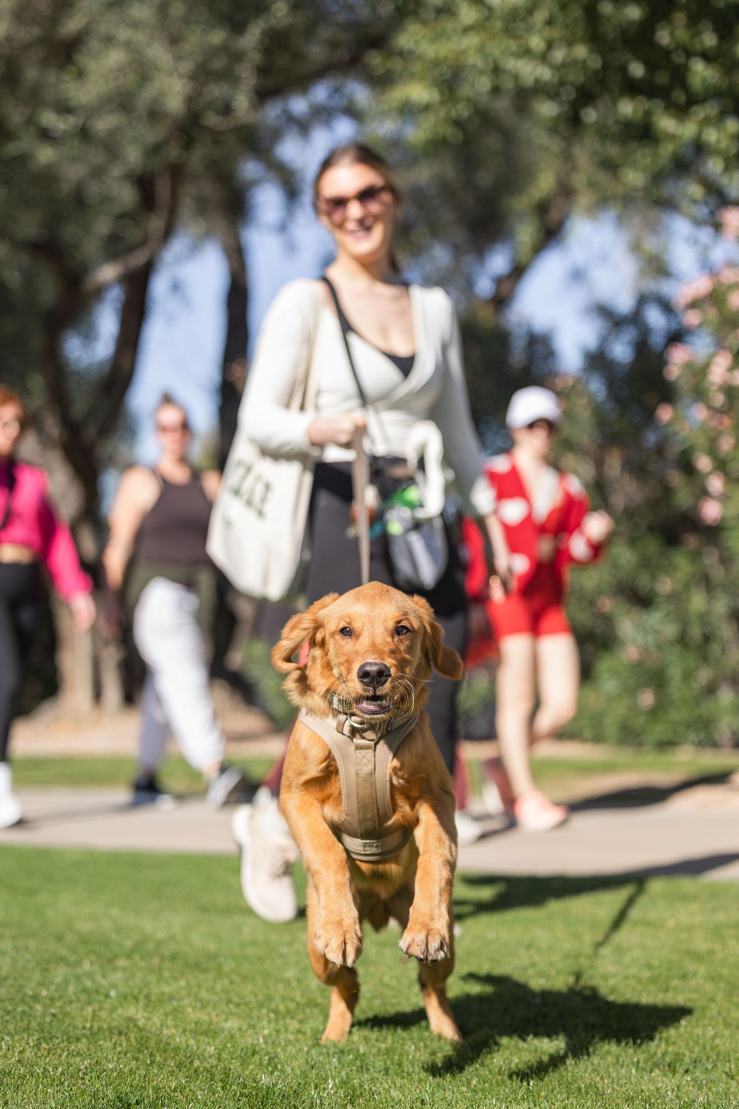 Golden retriever puppy running on green grass on a leash with smiling owners behind.