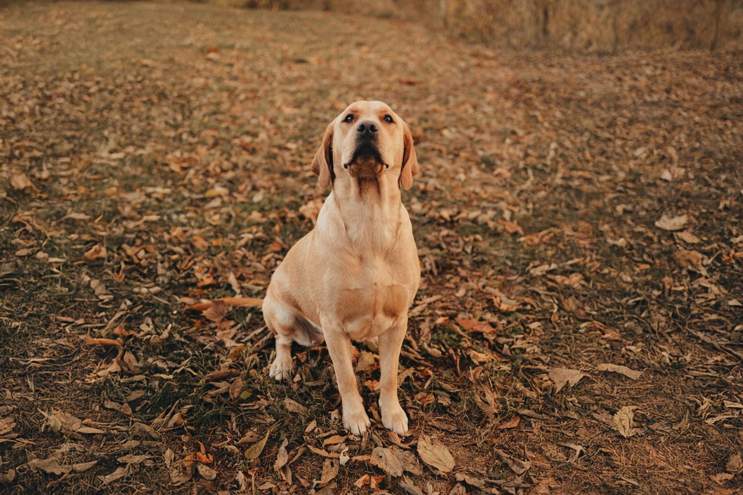 Yellow Labrador retriever sitting on fallen autumn leaves in a park setting.