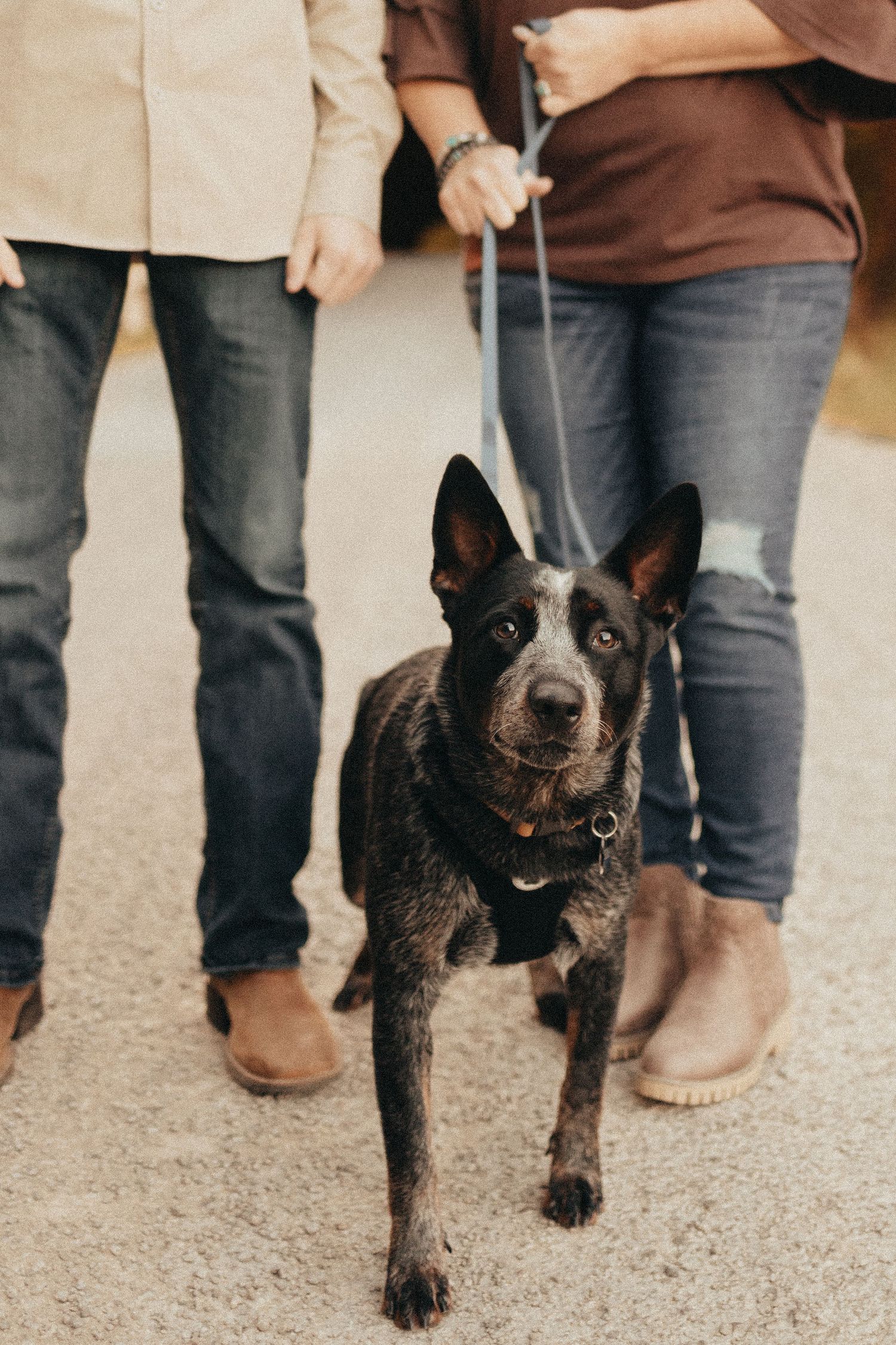 A dark-coated dog on a leash walks between two people in jeans during an outdoor autumn photo session.