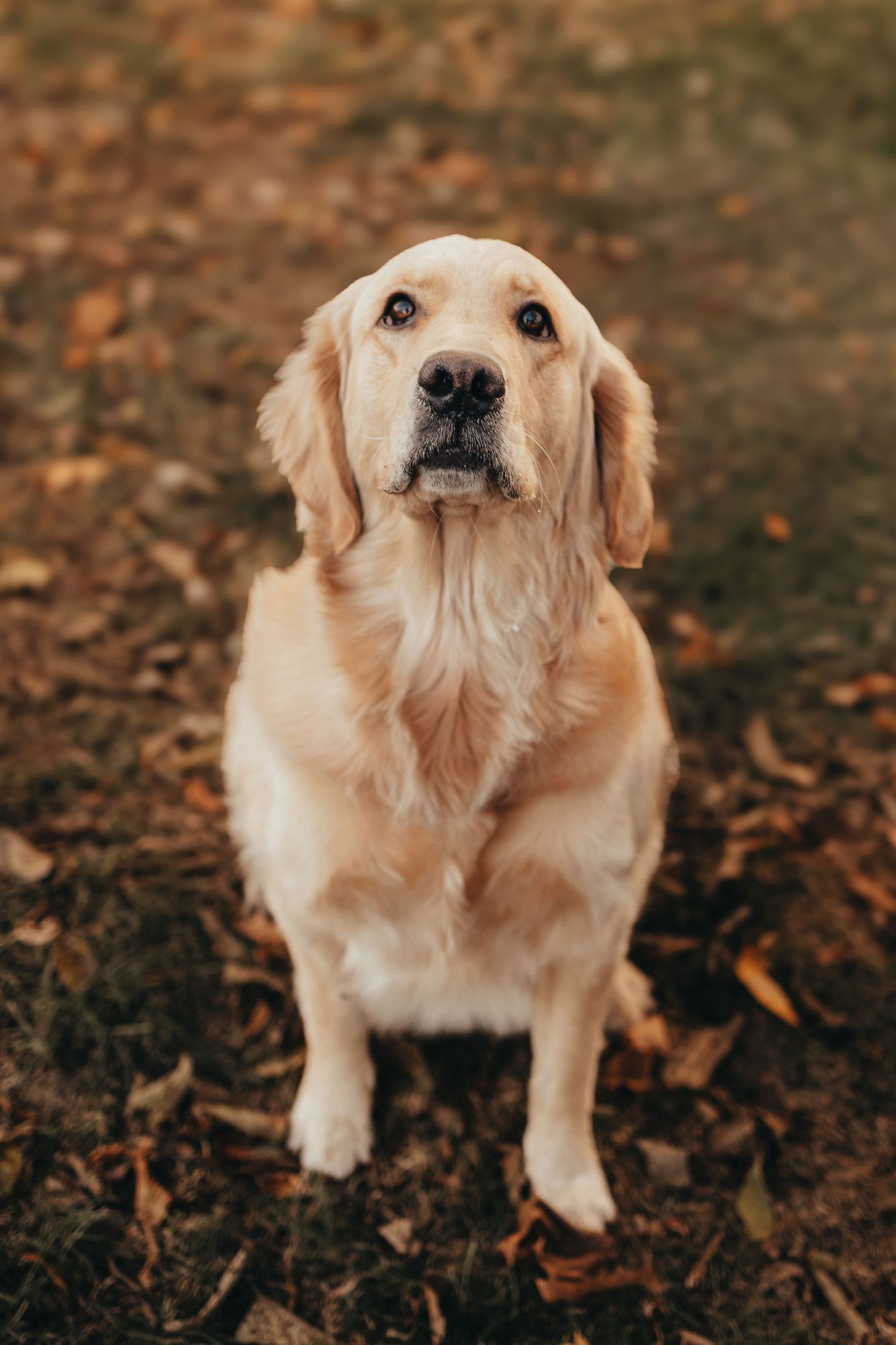 Golden retriever dog sitting attentively on autumn leaves looking at the camera.