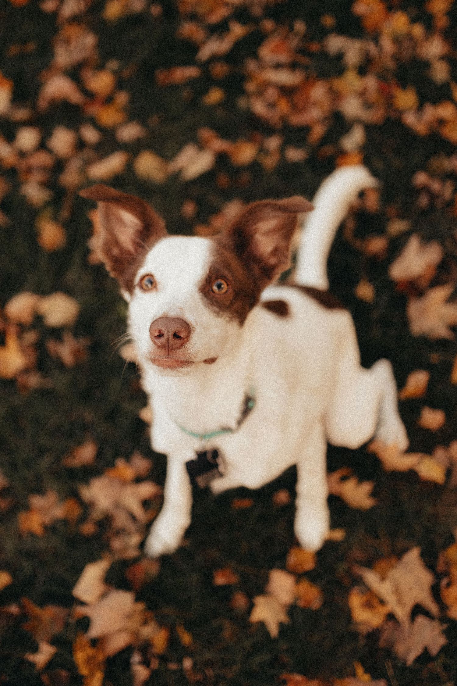 An adorable brown and white dog looks up at the camera while standing on a ground covered in autumn leaves.