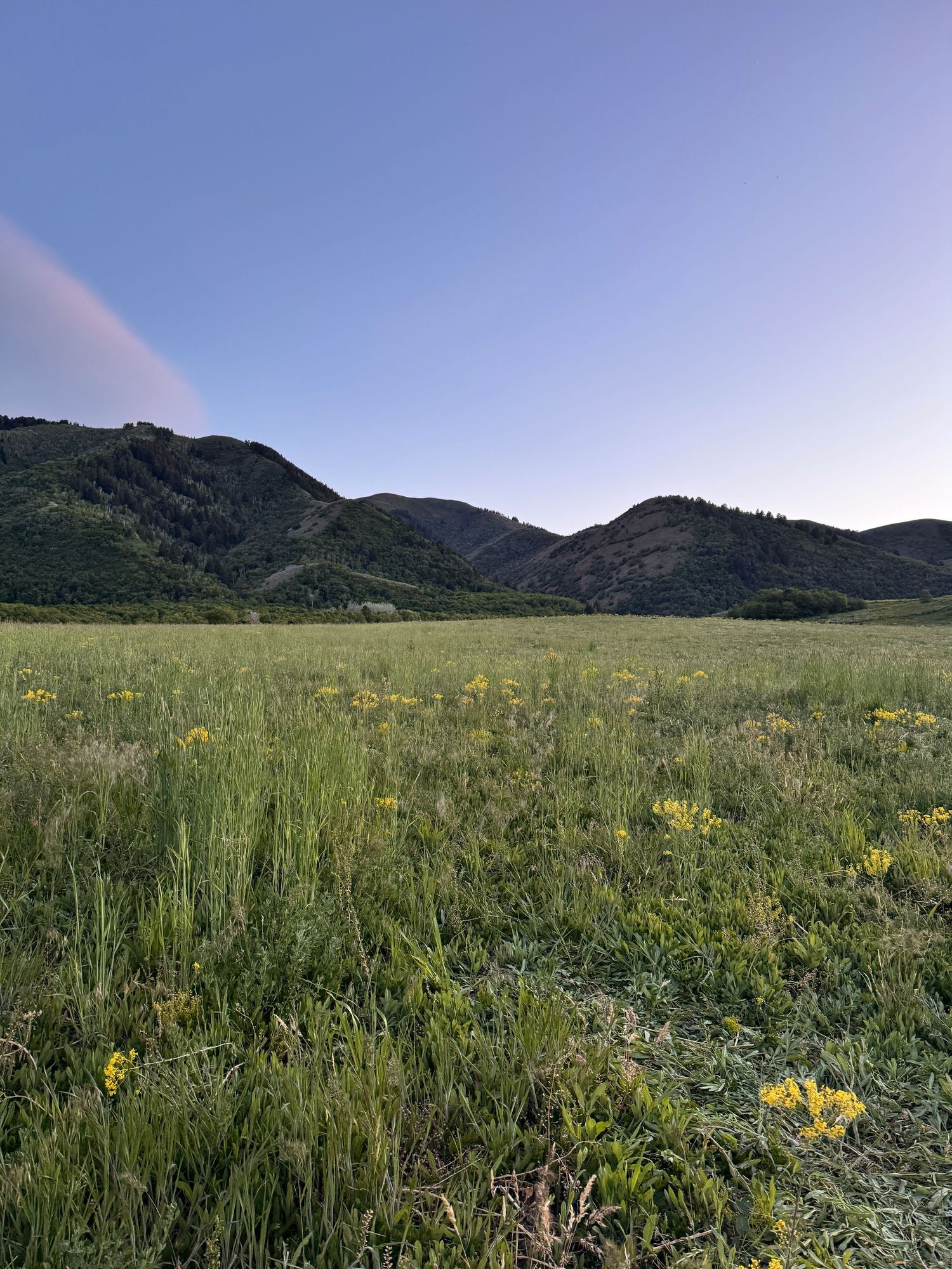 Lush green meadow with yellow wildflowers, rolling tree-covered mountains, and a clear blue sky at dusk.