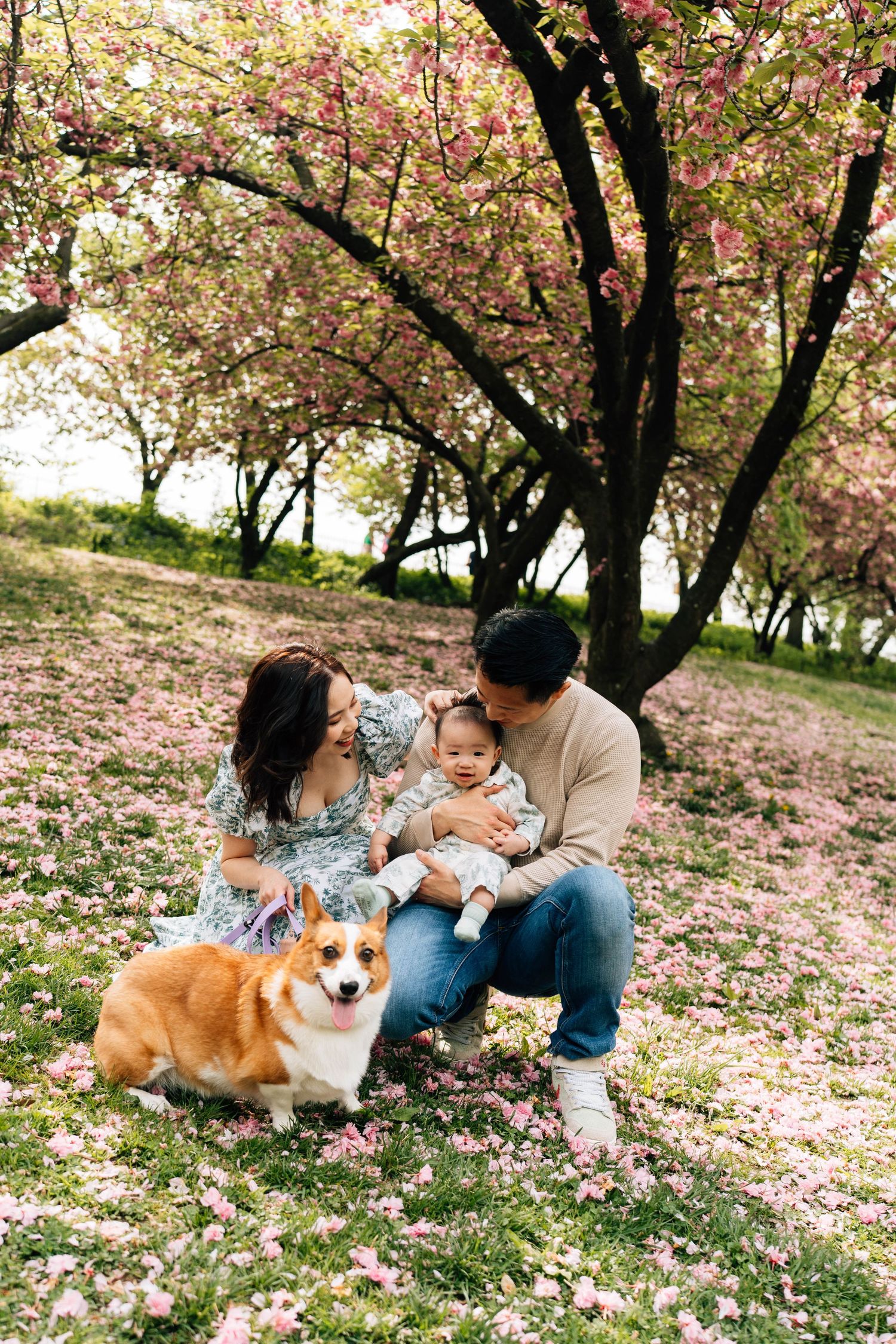 Family enjoys spring picnic under blooming cherry blossom trees with their corgi dog on flower-covered grass.
