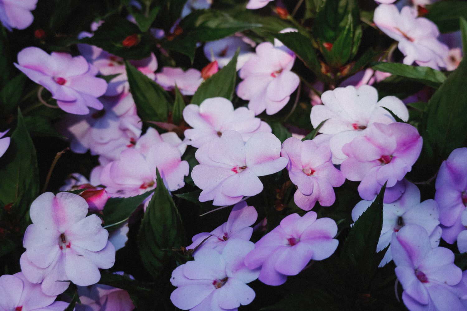 Delicate pink and purple impatiens flowers bloom against dark green foliage in a garden setting.