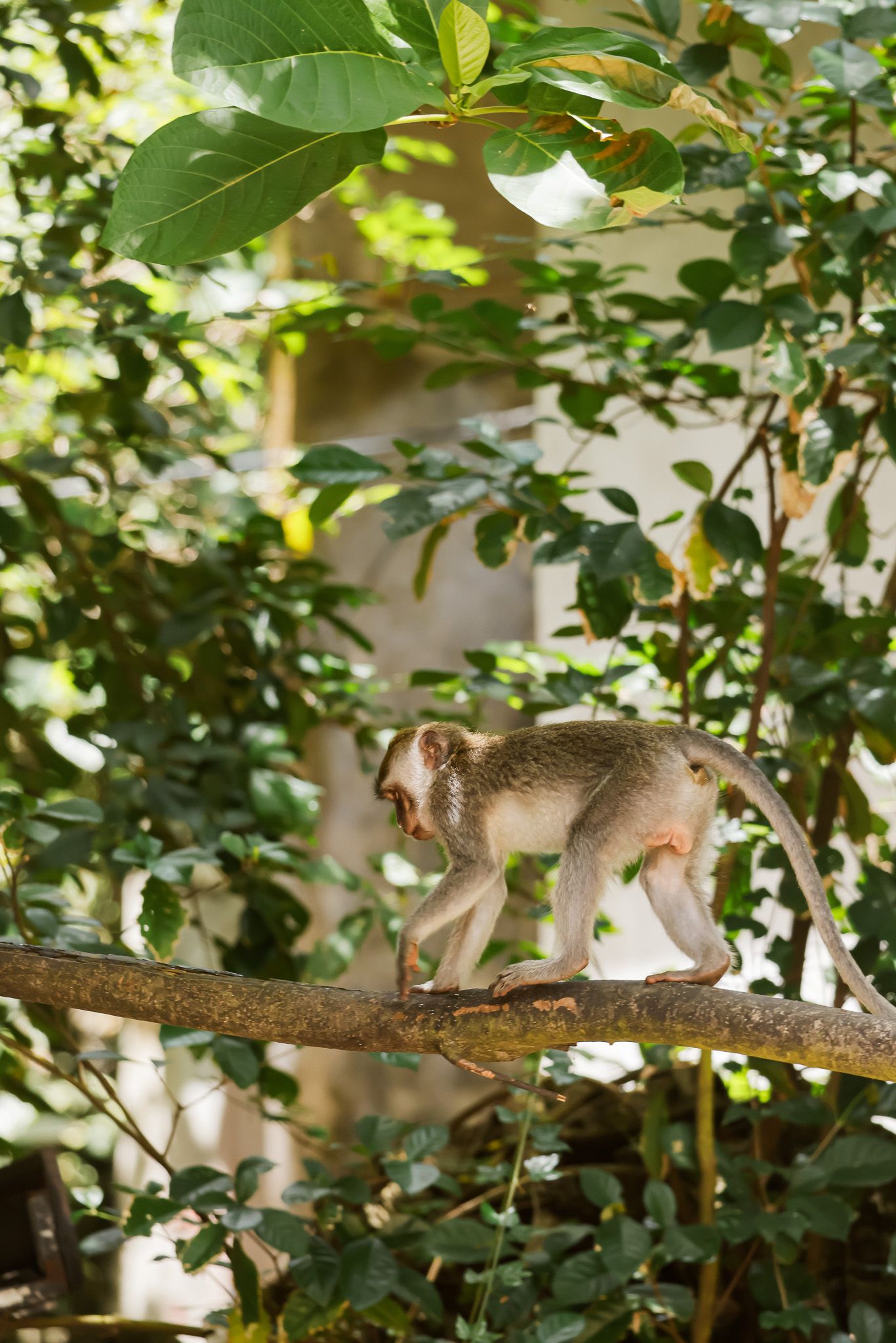 Eastern gray squirrel perches on a tree branch while navigating through green foliage in a garden setting.