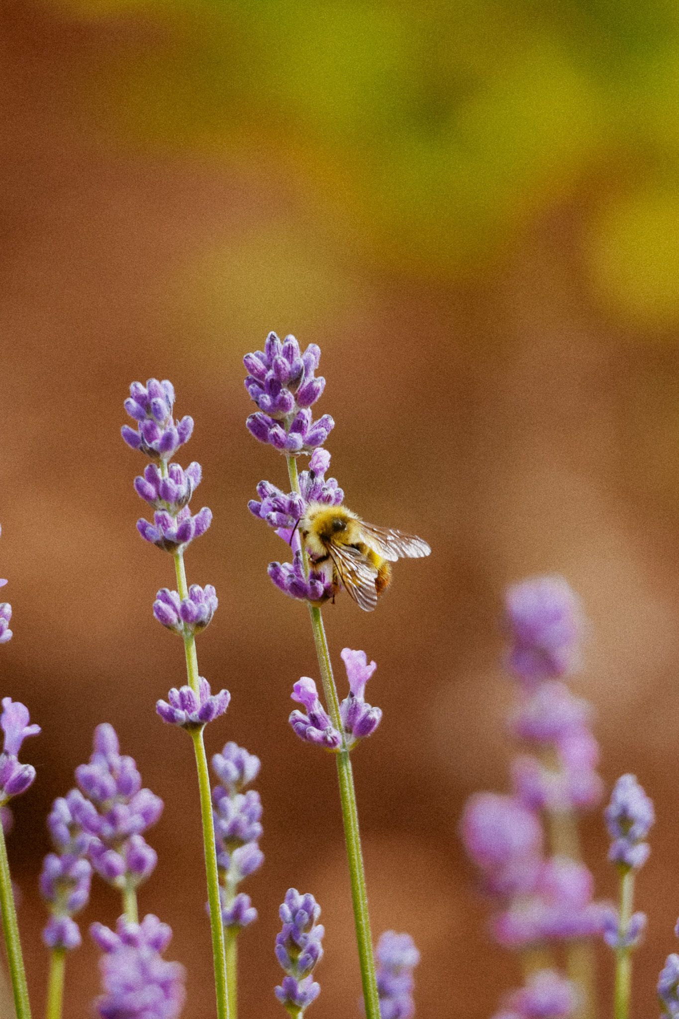 Bee pollinating delicate purple lavender flowers against a blurred warm brown and green background.