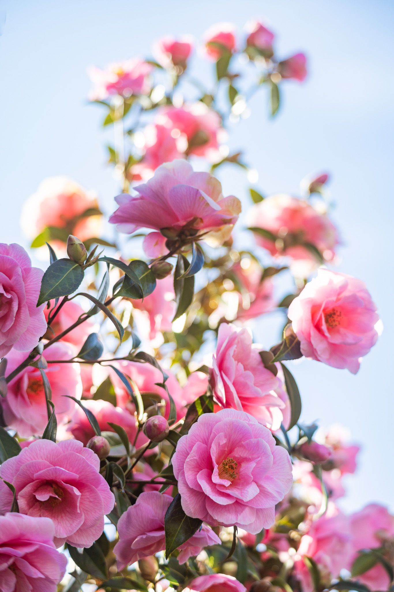 Beautiful pink roses blooming against a soft blue sky background with vibrant green foliage in a garden setting.
