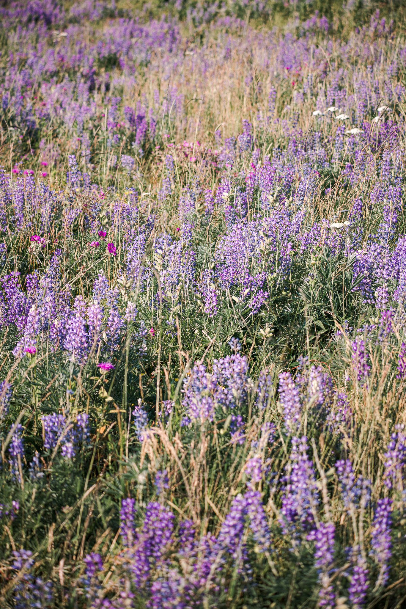 Field of purple wildflowers and lavender blooms swaying in summer sunlight.