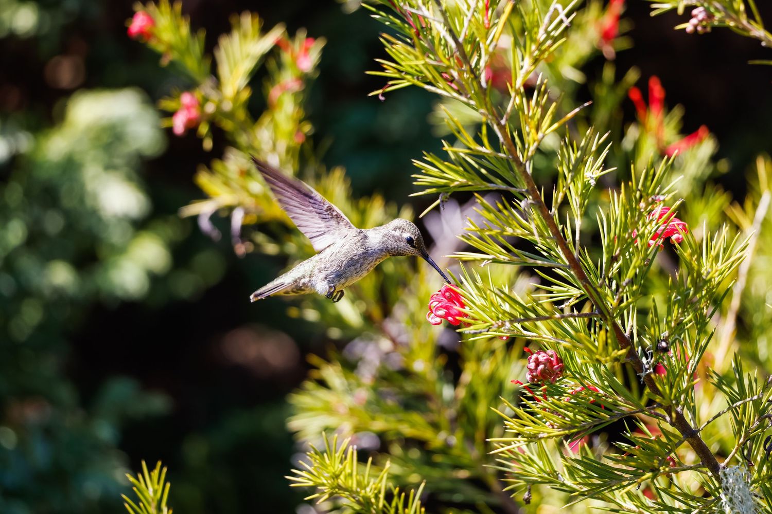 Hummingbird hovers near red flowers while feeding in a sunny garden.