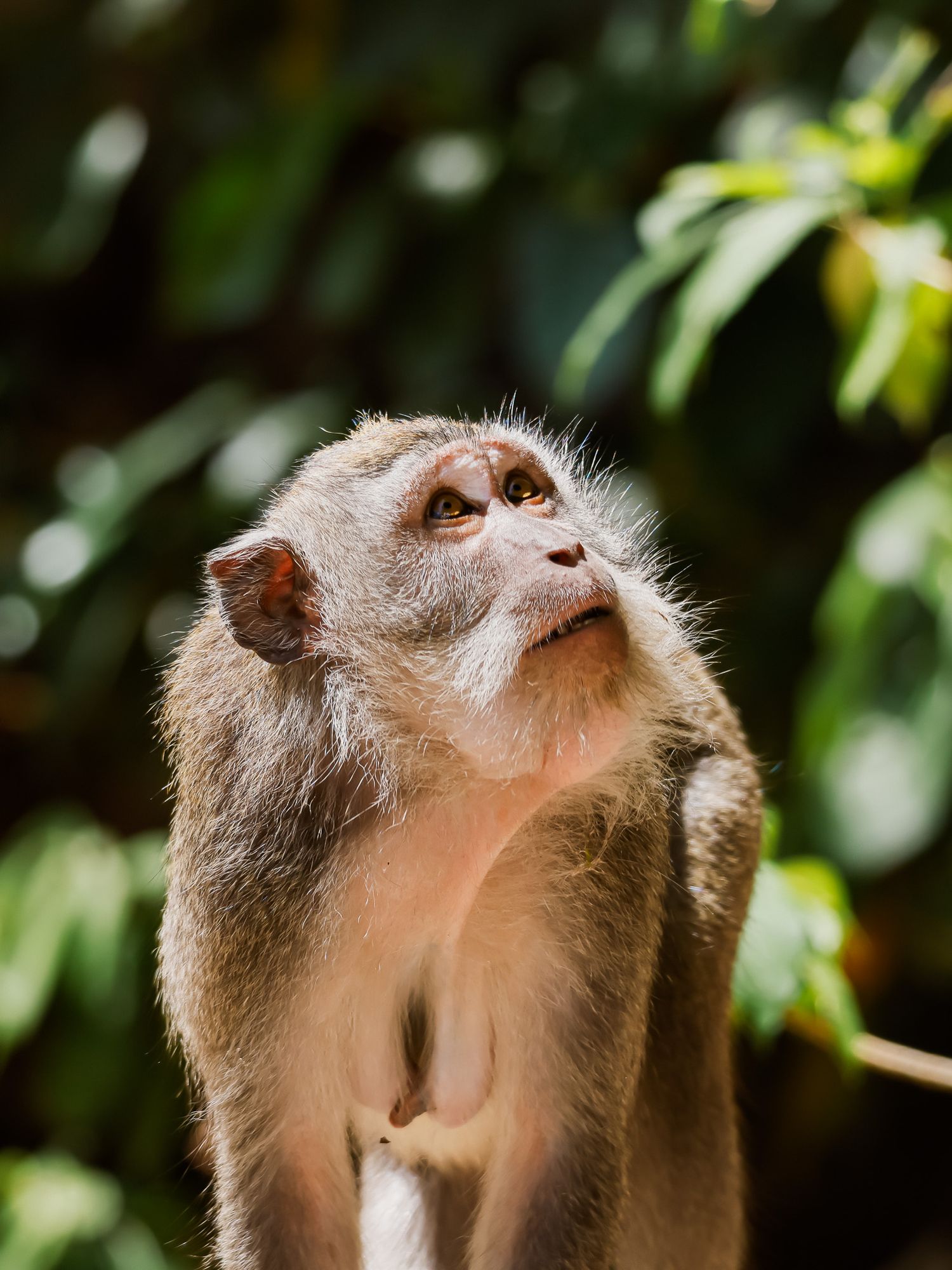 A close-up photo sequence showing a crab-eating macaque monkey looking upward from different angles.