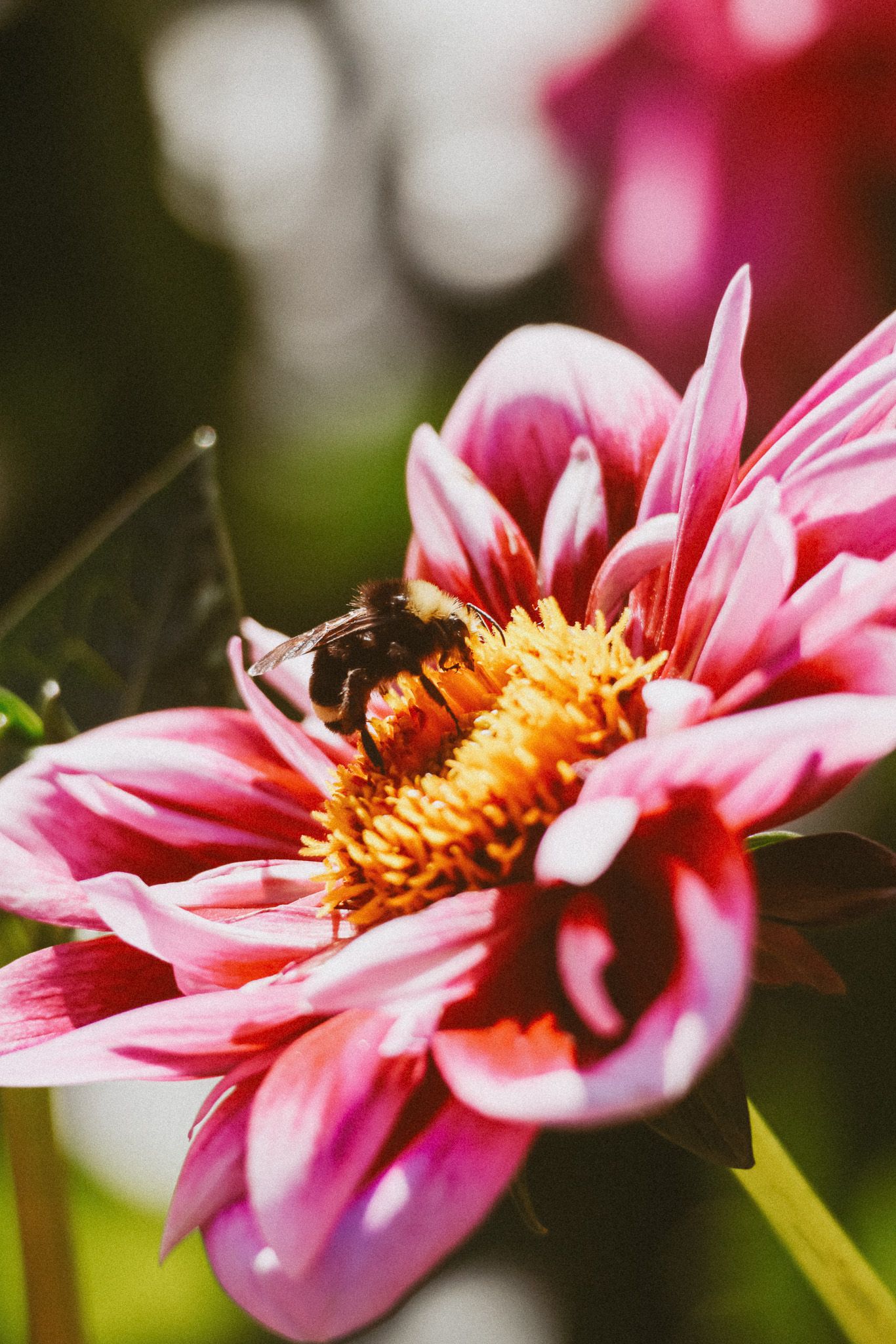 A pink dahlia flower with bees collecting pollen on its vibrant yellow center in a garden setting.