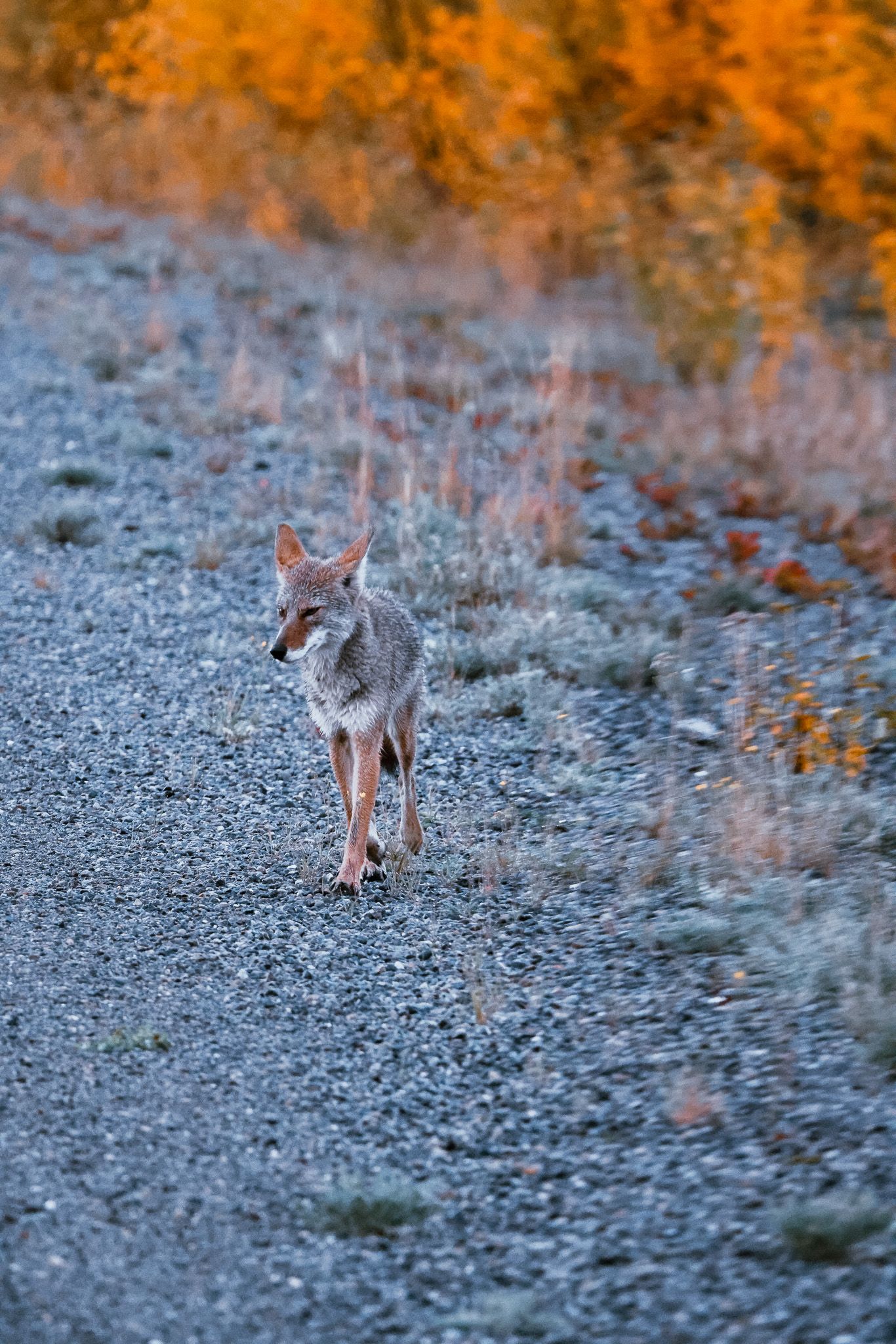 Coyote trots down a gravel path with orange autumn foliage in the distance.