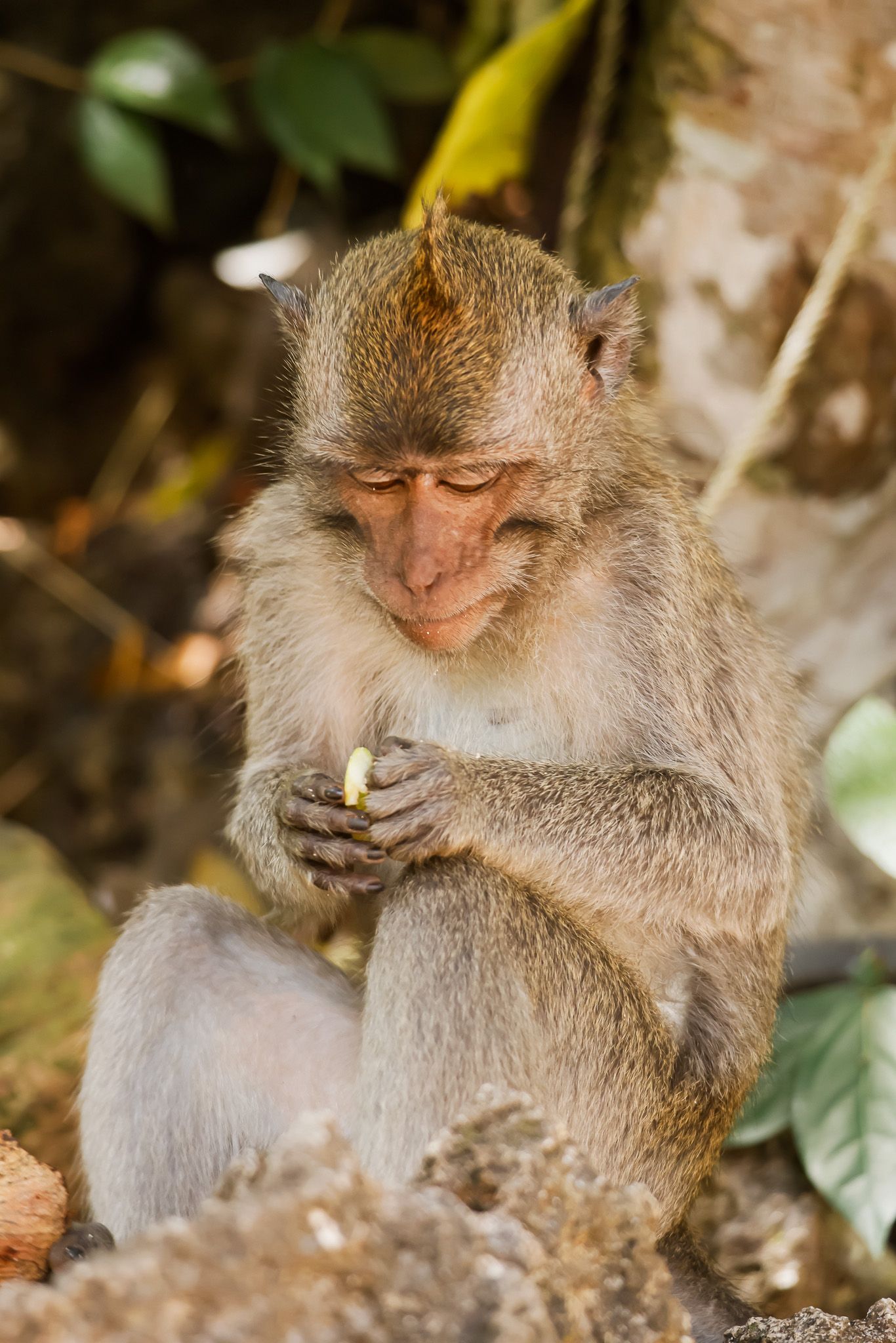 A sleepy monkey relaxes in its natural habitat while showing various content expressions during rest.