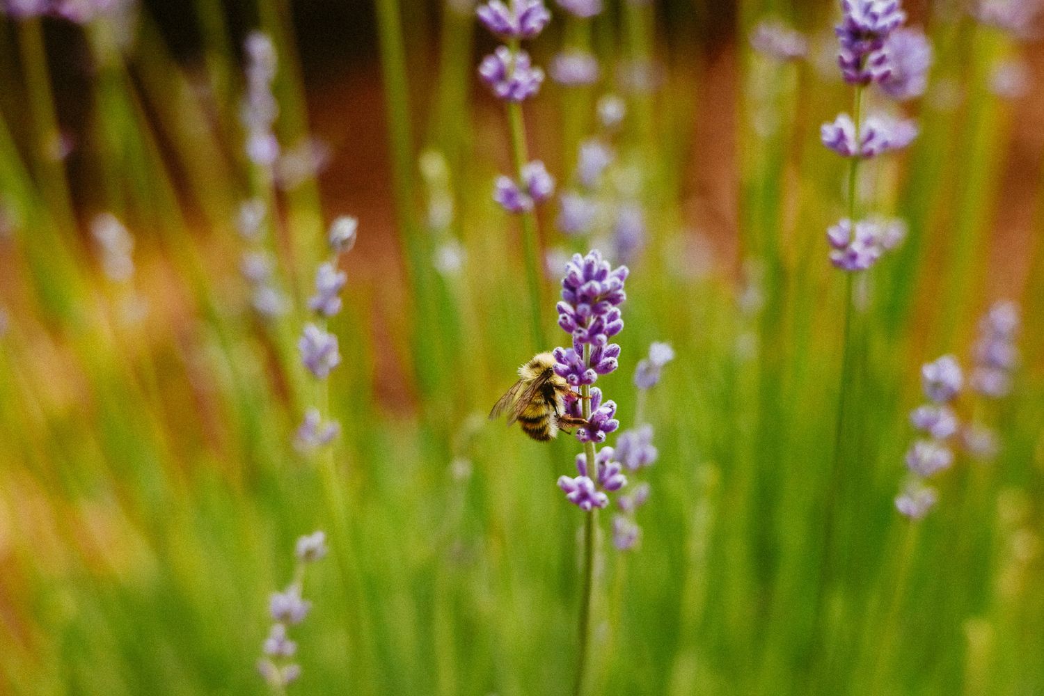 A honey bee pollinates a delicate purple lavender flower in a sunny garden setting with soft bokeh background.