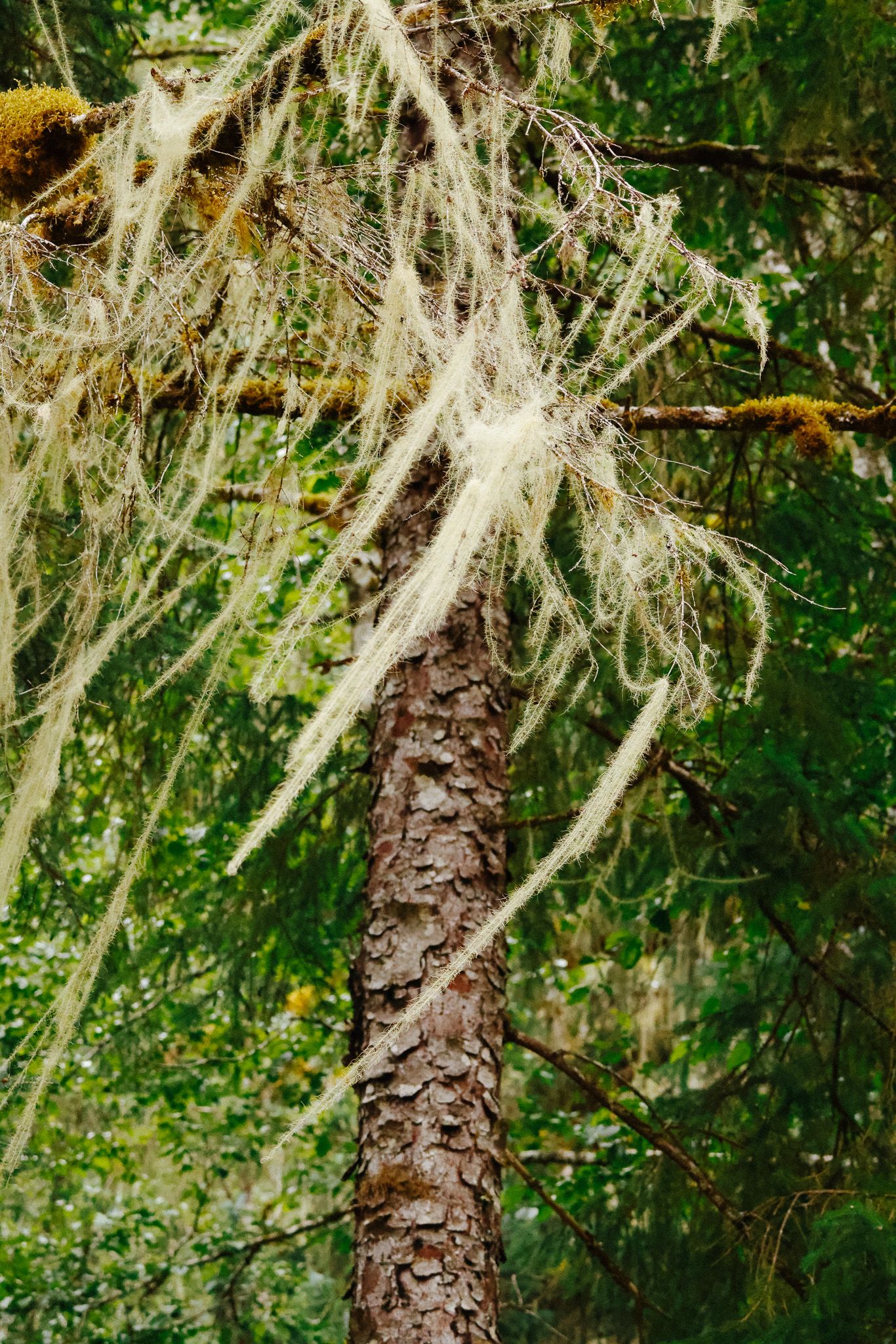 Old tree trunk covered in hanging white moss against forest backdrop.