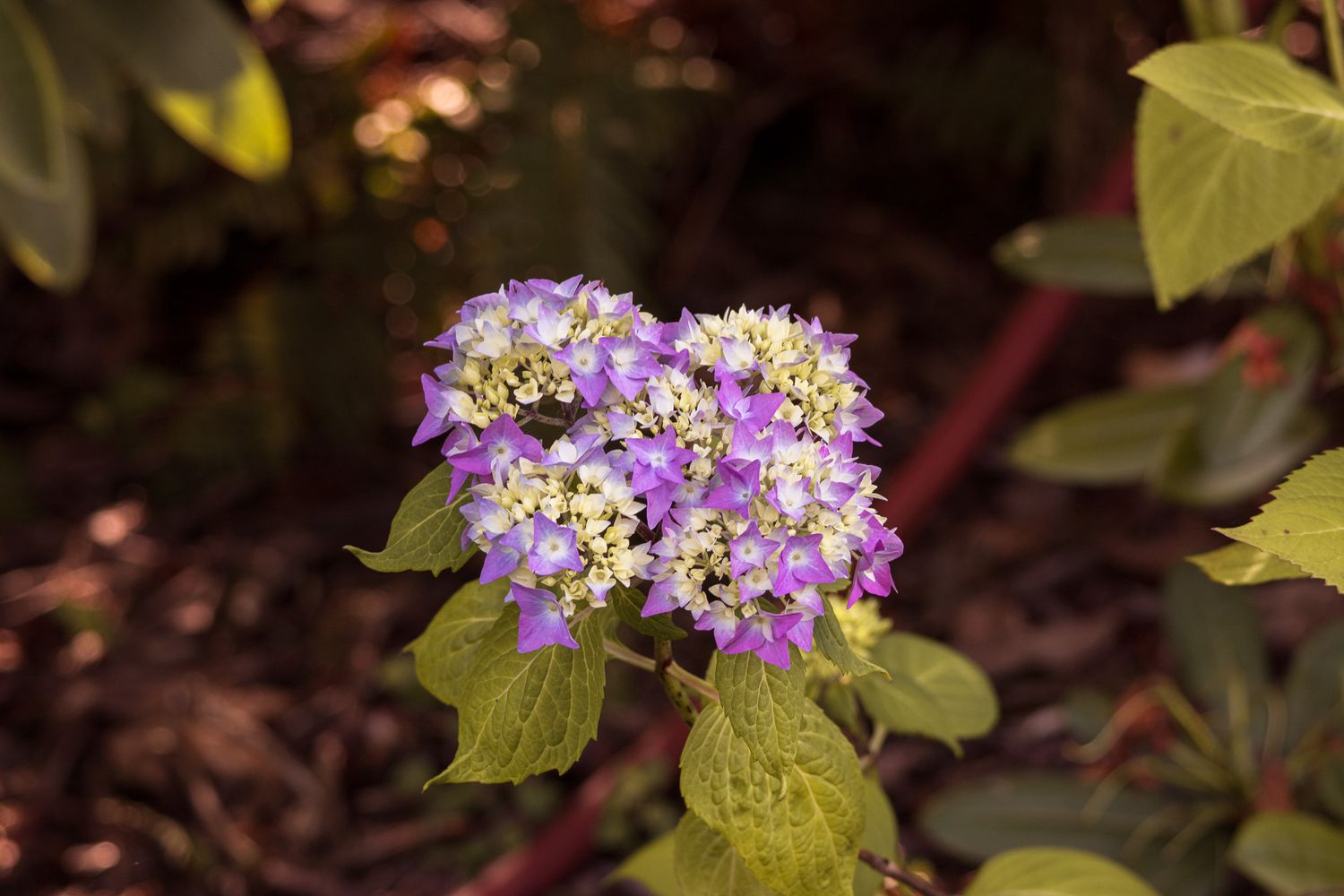 Delicate purple hydrangea flowers blooming with green leaves in garden setting.