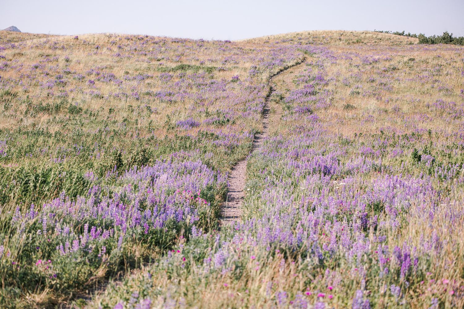 Winding dirt trail cuts through a hillside covered in blooming purple wildflowers.