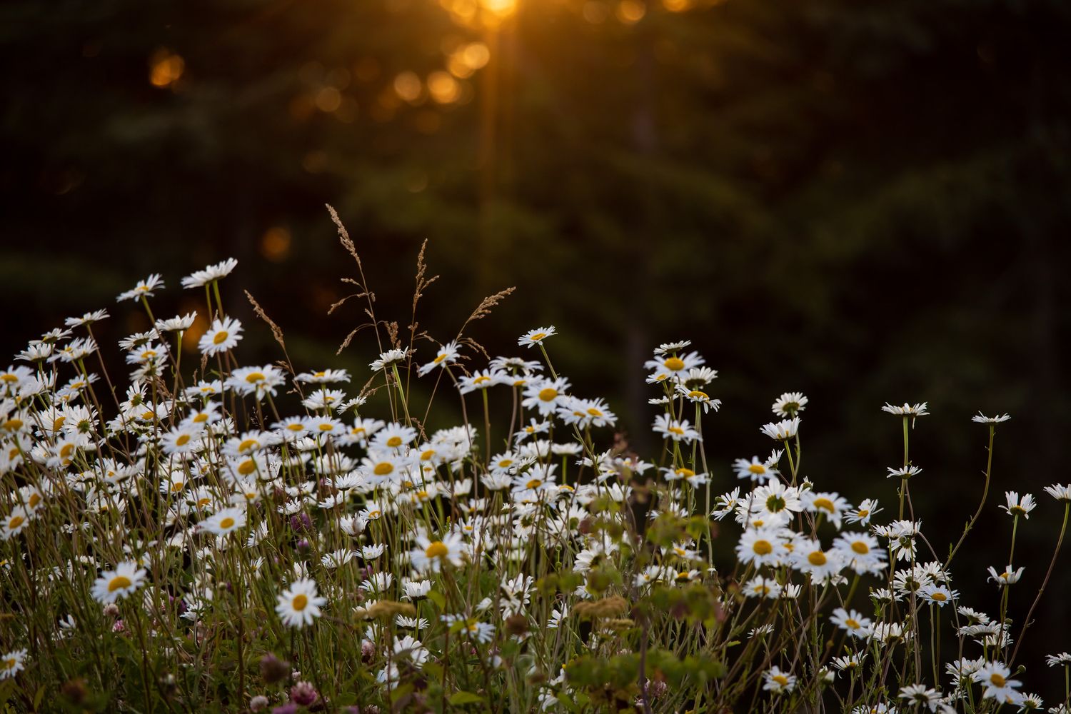Delicate white daisies backlit by warm sunset glow in nature.