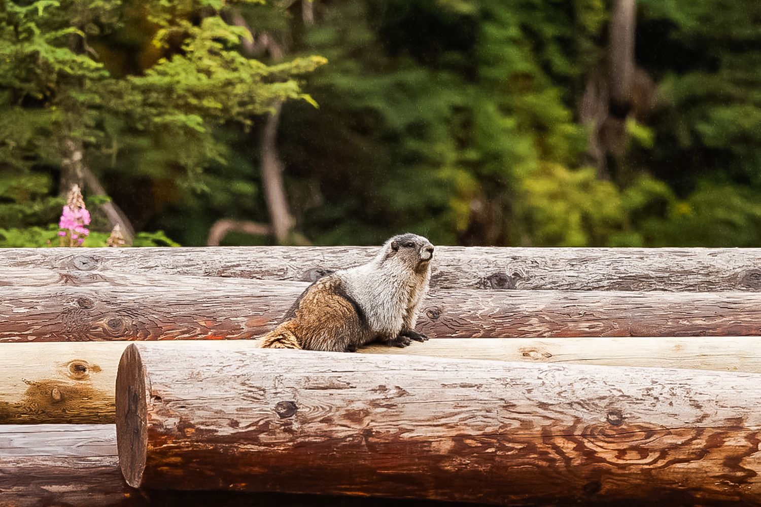 A furry groundhog resting on a large fallen log in a forest setting.