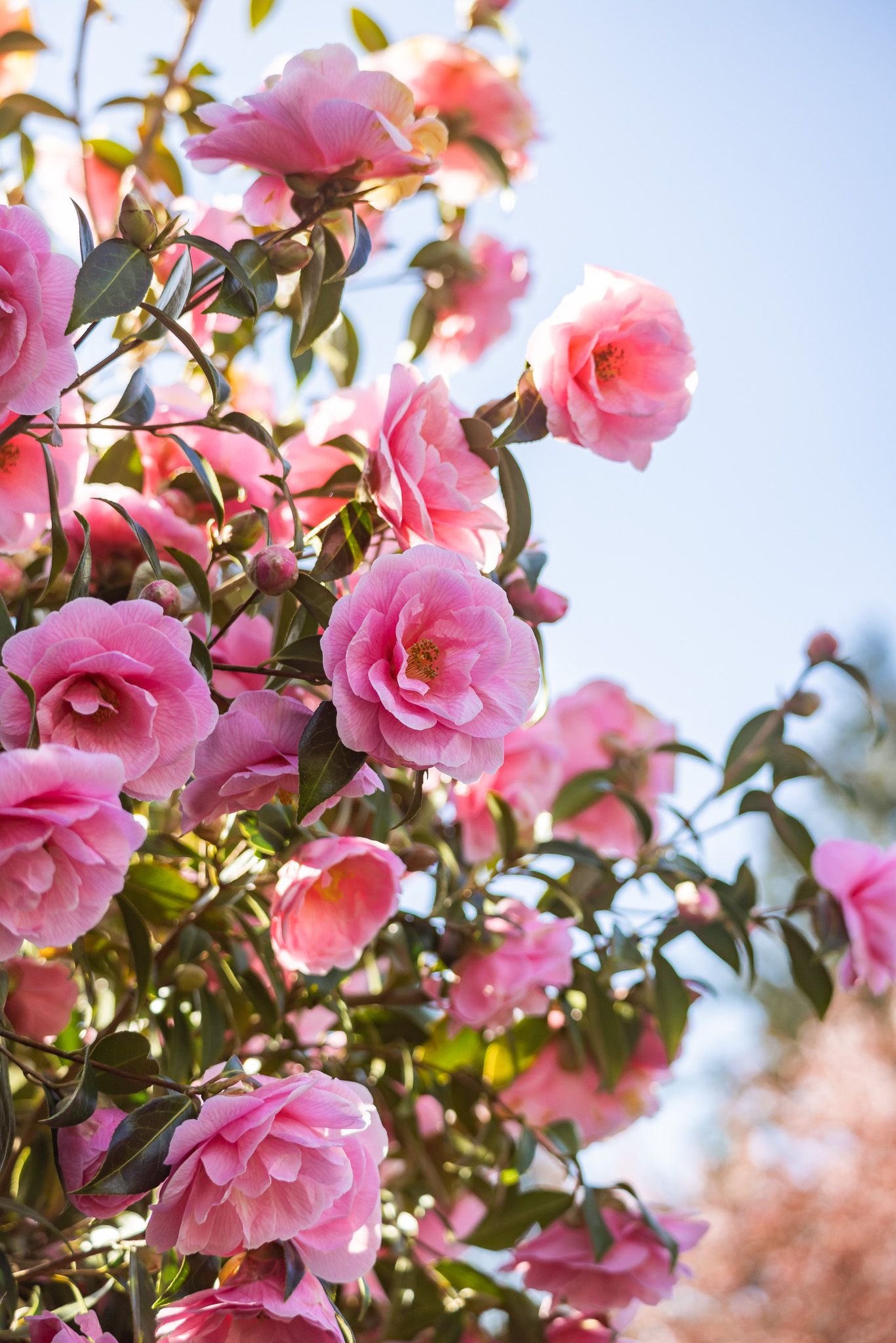 Beautiful pink camellia flowers blooming on bush with green leaves against blue sky background.