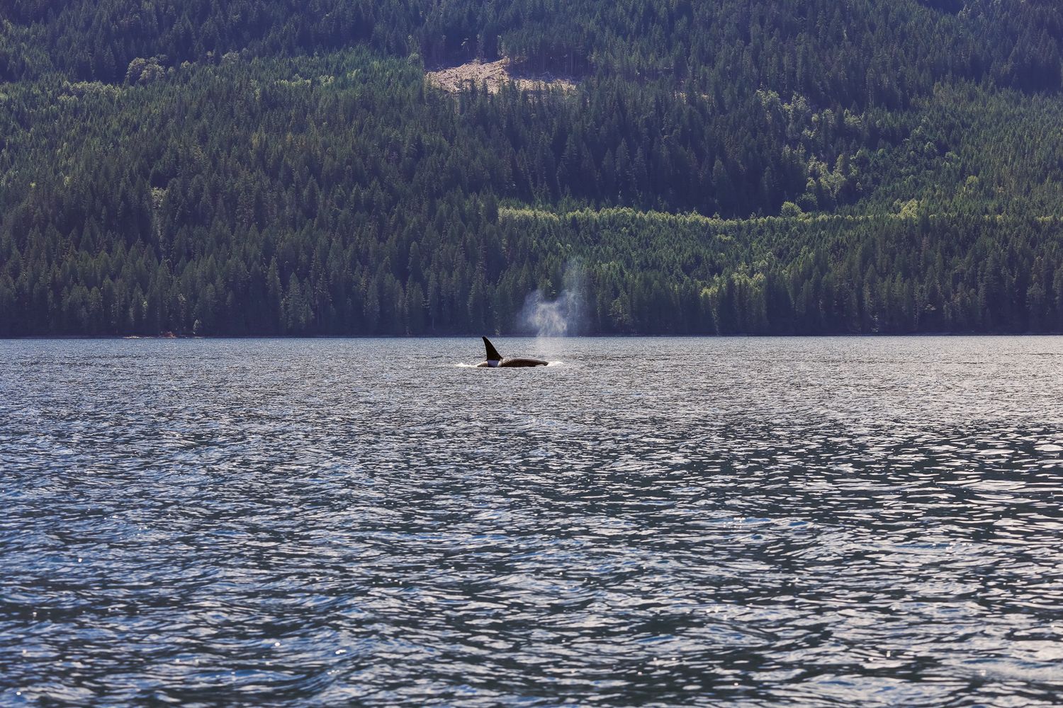 Whale spouting water in scenic mountain bay landscape.