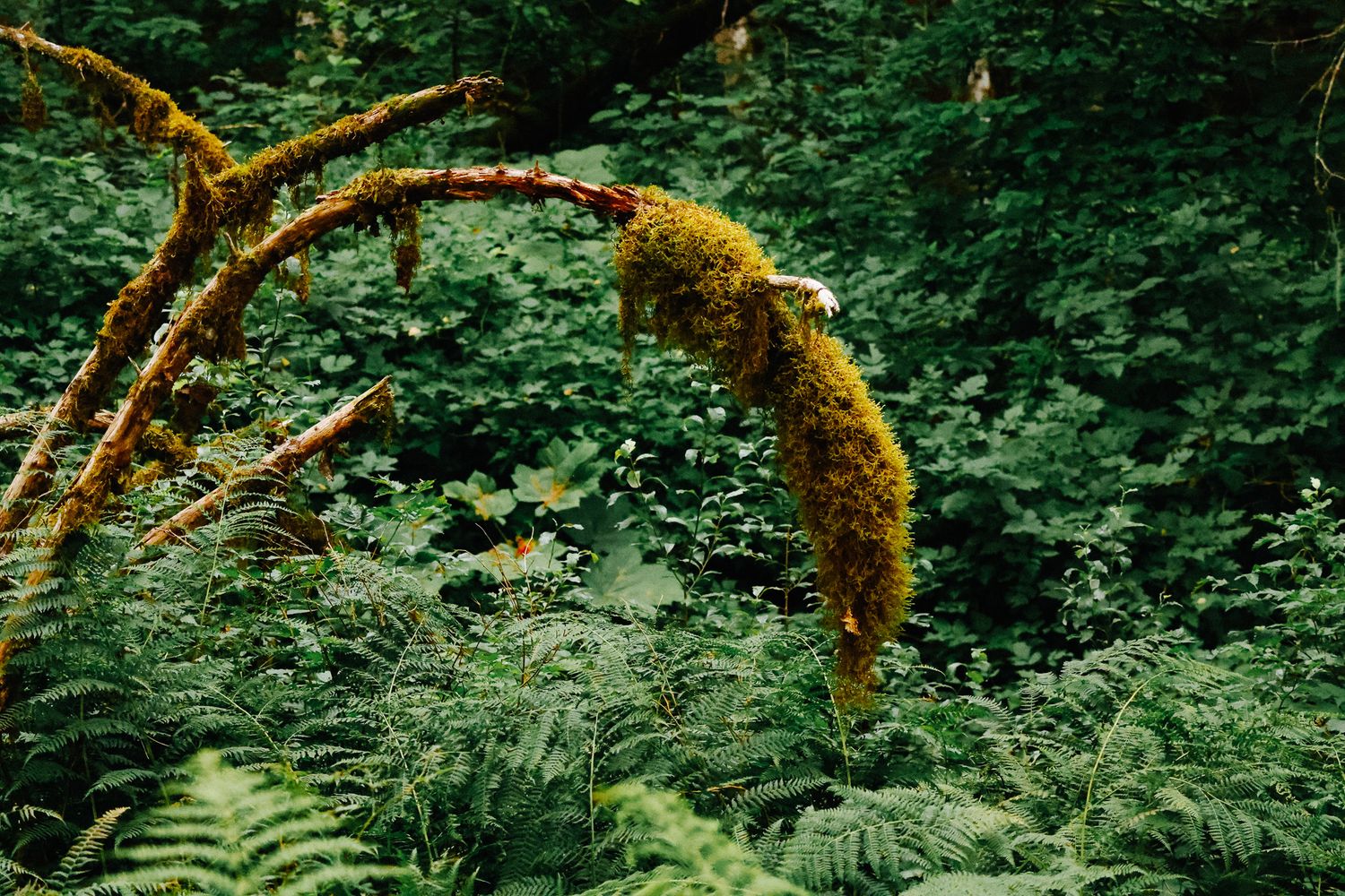 Mossy tree branches and lush green ferns create a mystical forest canopy in the Pacific Northwest.
