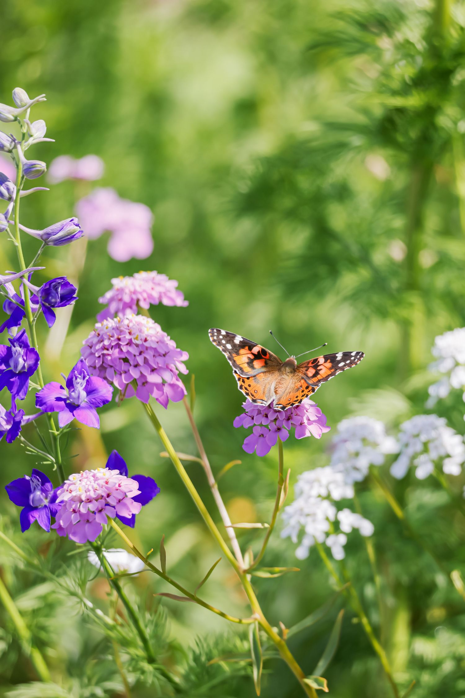 A painted lady butterfly perches on purple wildflowers in a lush green garden with violet and white blooms.