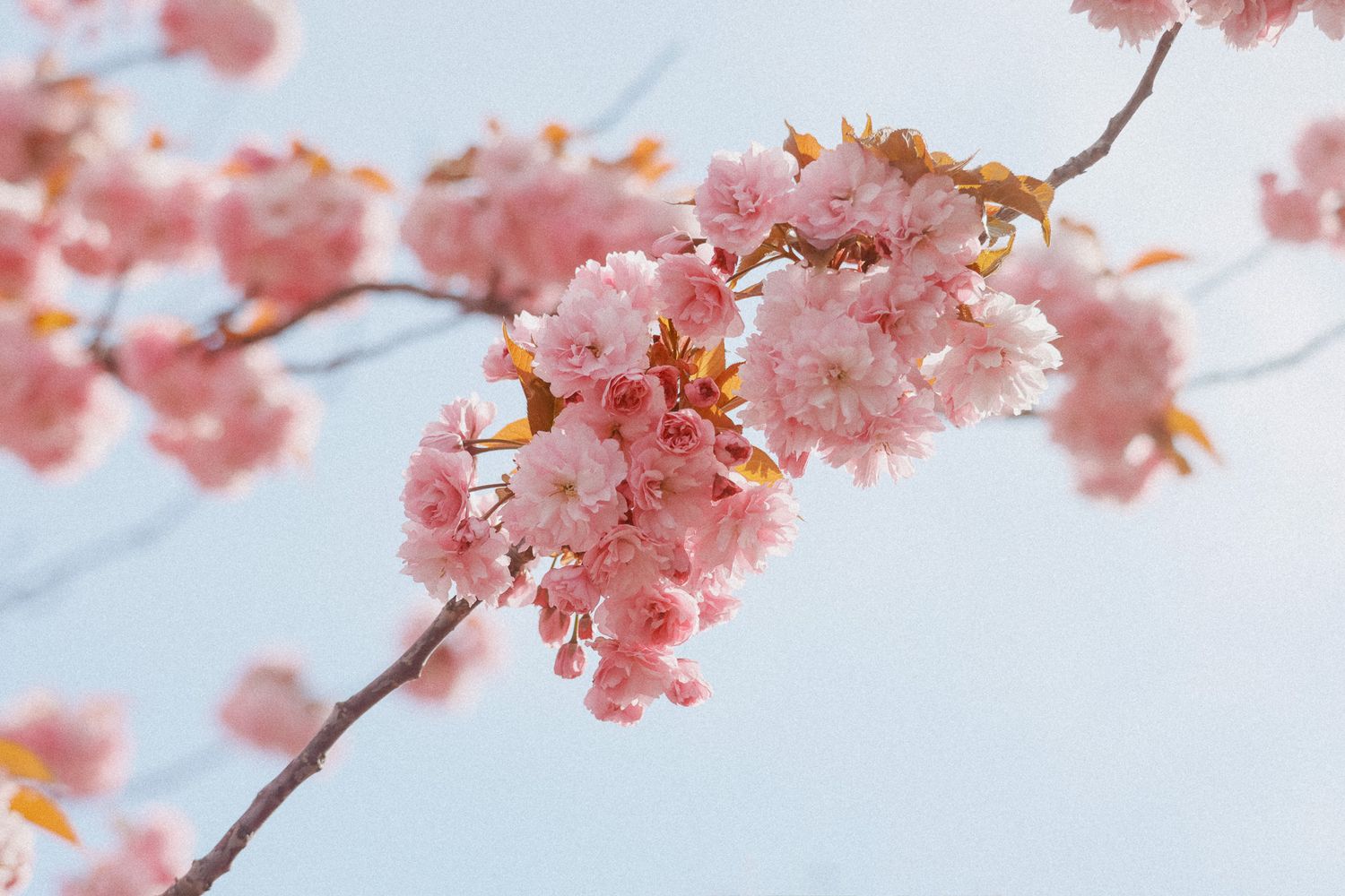 Pink cherry blossom flowers blooming on branches against a soft blue sky in spring.