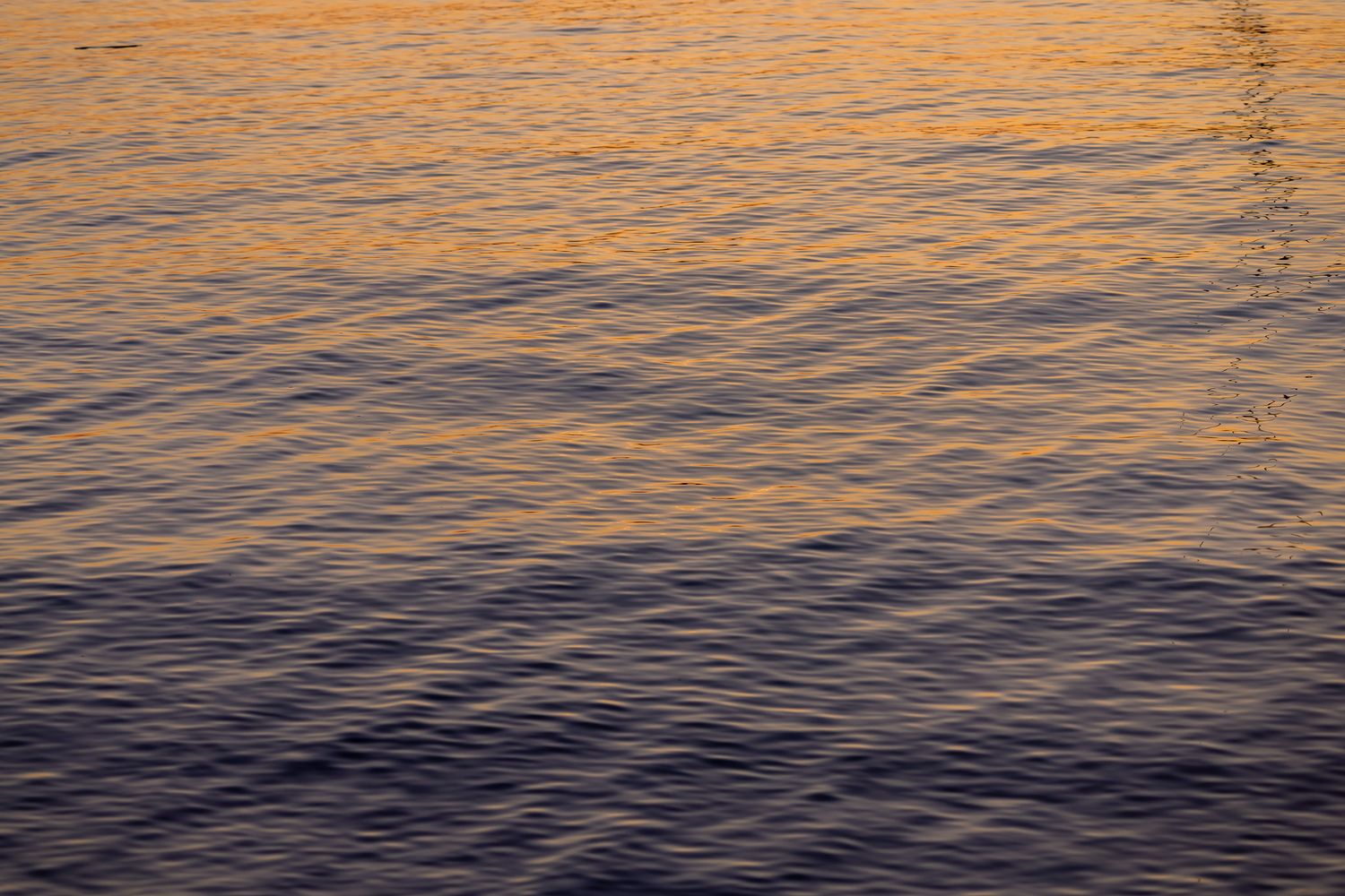 Calm ocean water reflecting warm golden and purple sunset hues with gentle rippling waves on the surface.