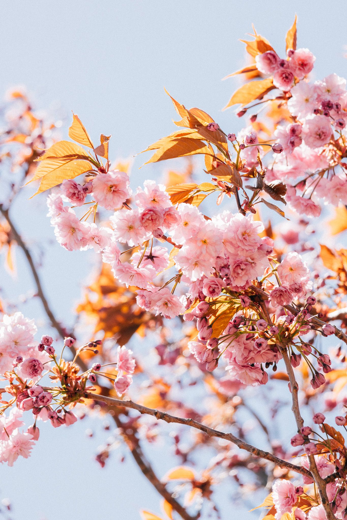 Delicate pink cherry blossoms bloom against soft blue sky with golden leaves.