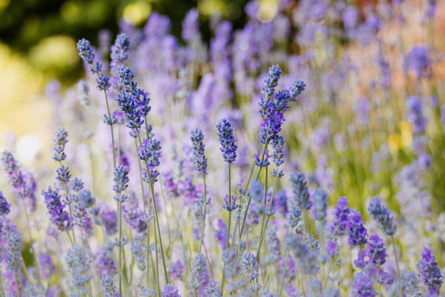 Purple lavender flowers blooming in a summer garden with soft bokeh background effect.