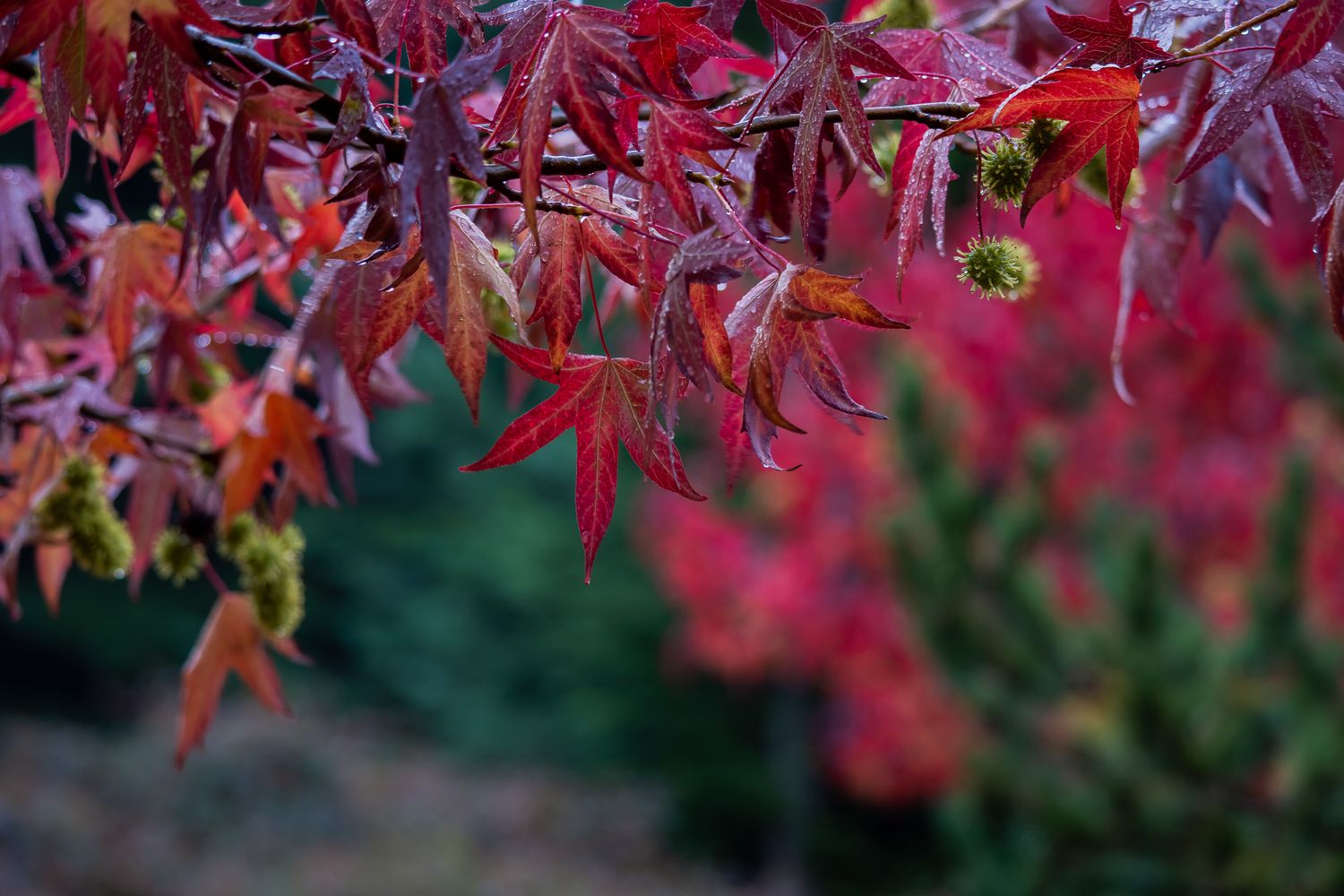 Vibrant red Japanese maple leaves on branches against a blurred green background create a stunning autumn display.