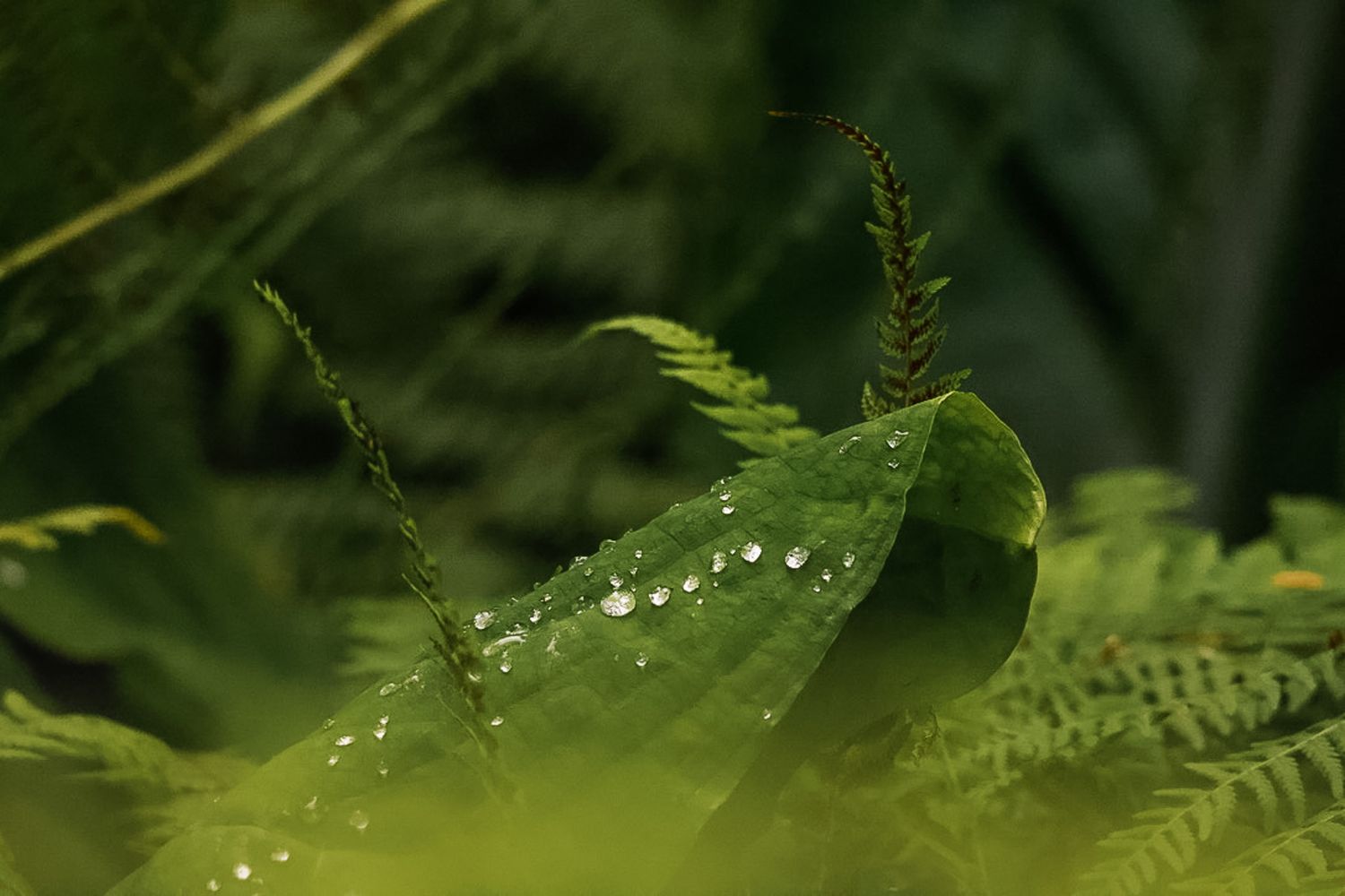 Dewdrops glisten on green fern leaves in a misty forest setting, creating a serene natural macro scene.