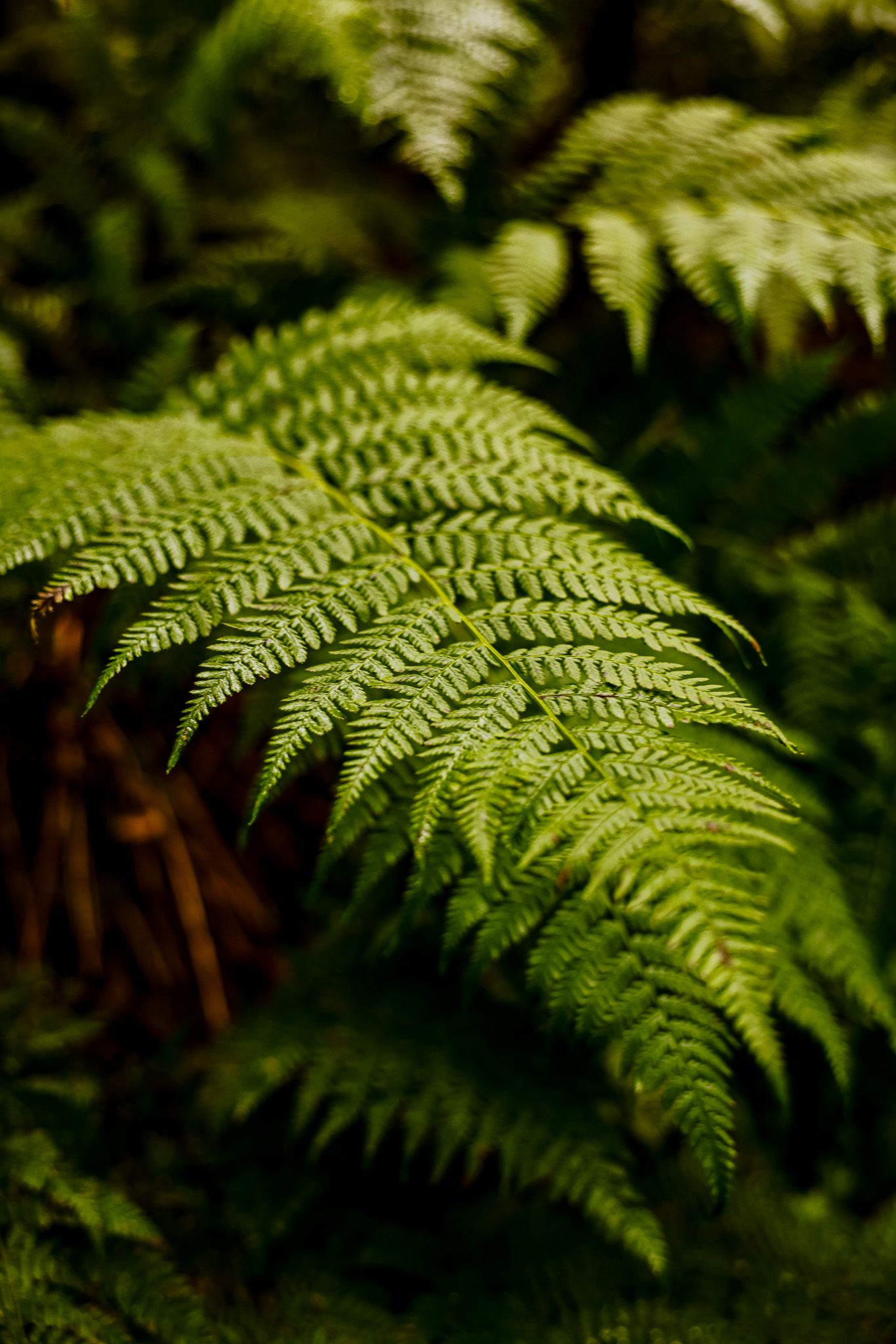 Detailed macro shot of vibrant green fern leaves with delicate fronds against a dark forest background.