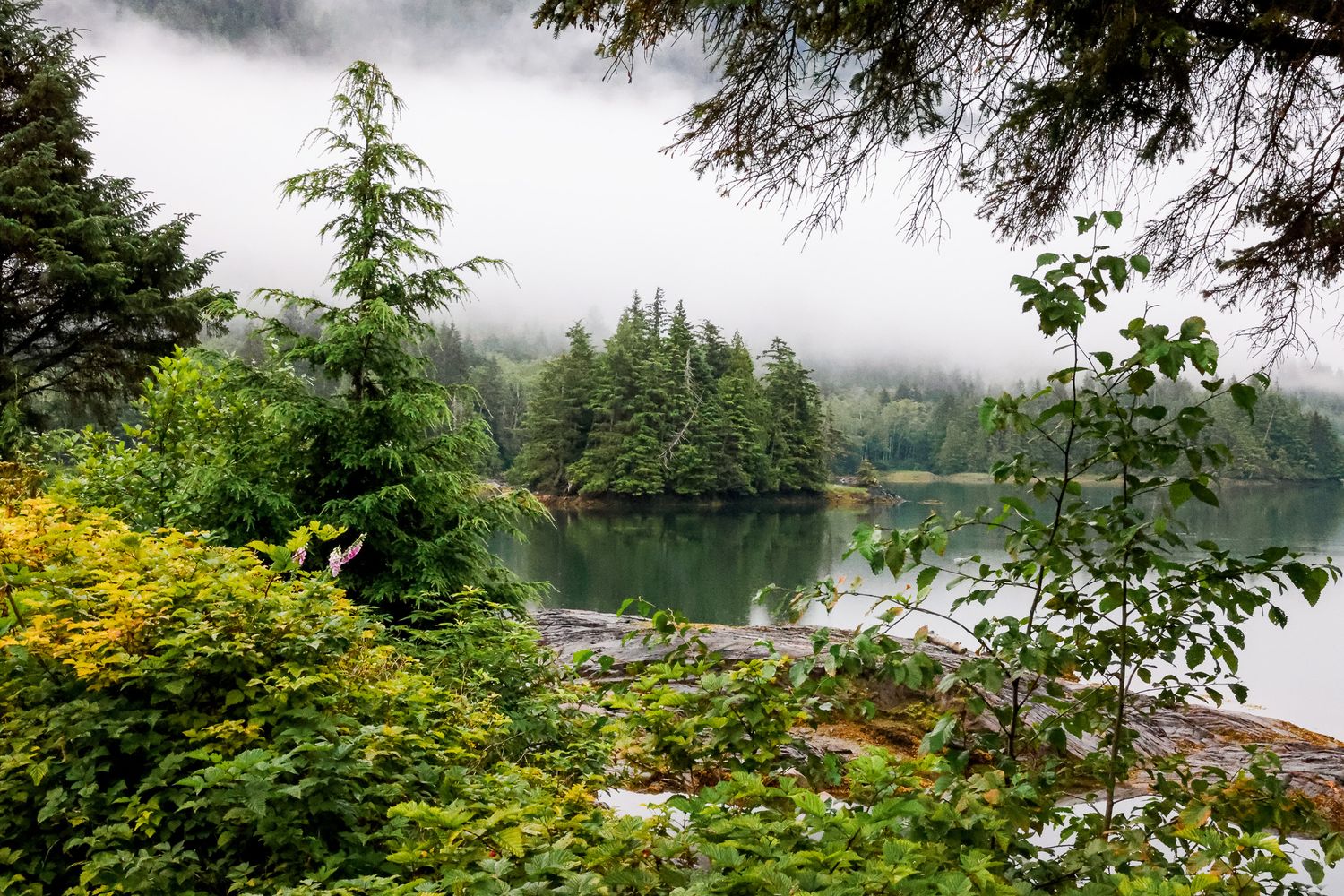 Foggy lake surrounded by evergreen trees and yellow wildflowers in Pacific Northwest landscape.